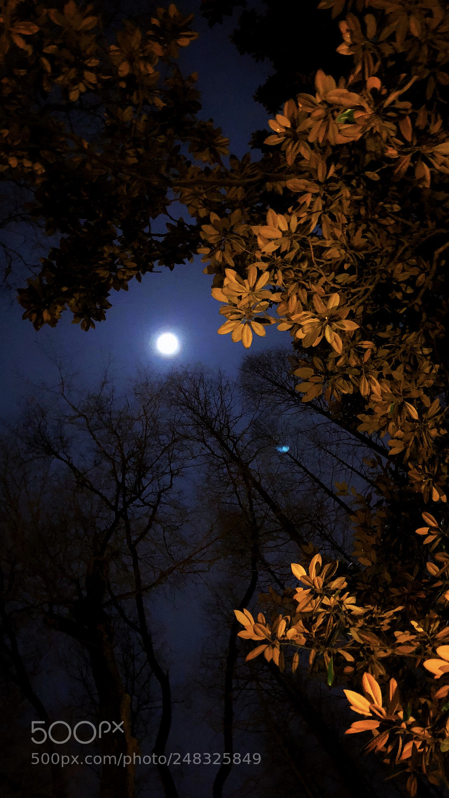 Apple iPhone 8 Plus sample photo. Moonstruck photography