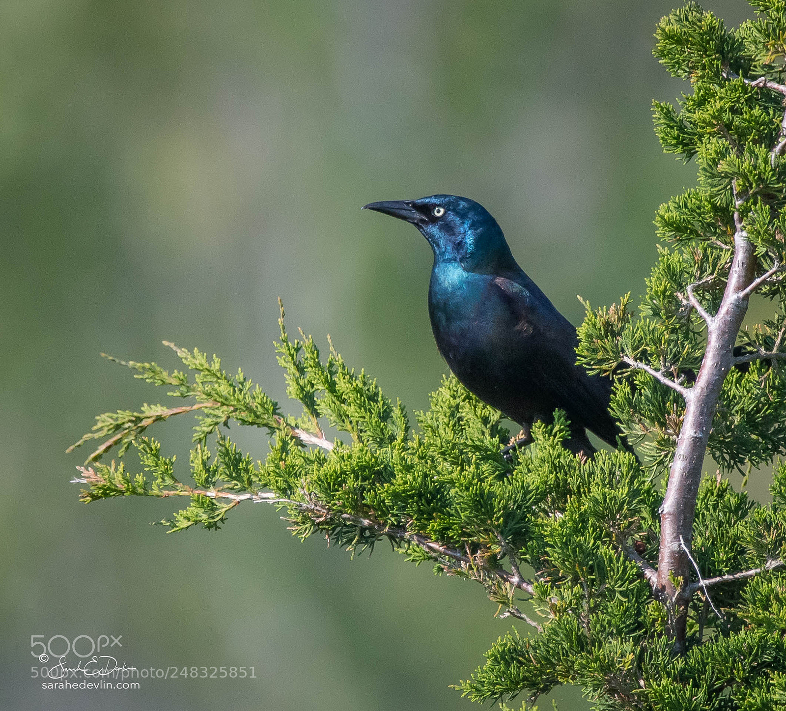 Nikon D500 sample photo. Common grackle photography