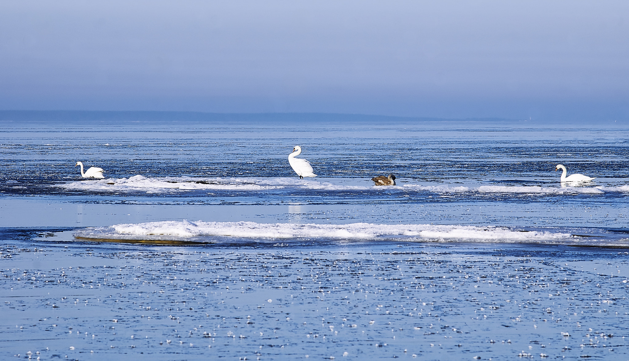 Sony Alpha DSLR-A550 sample photo. Swans between the ice floes photography
