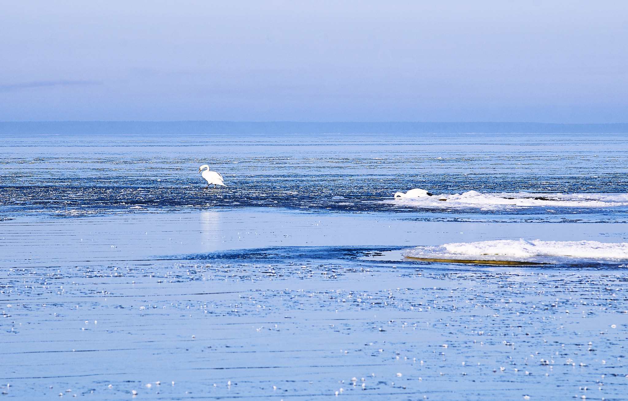 Sony Alpha DSLR-A550 sample photo. Swans between the ice floes photography