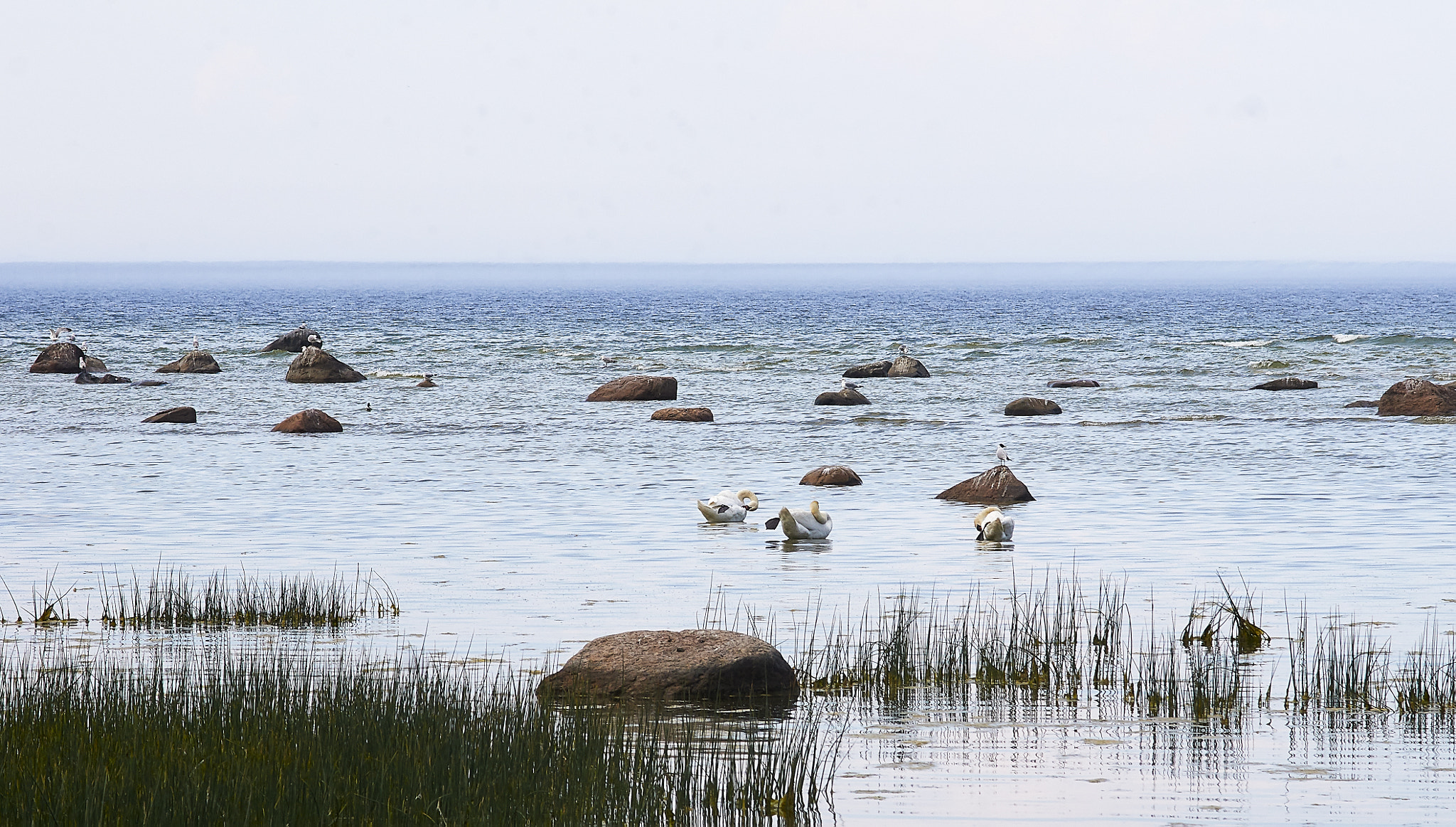 Sony Alpha DSLR-A550 sample photo. Swans near the seashore photography