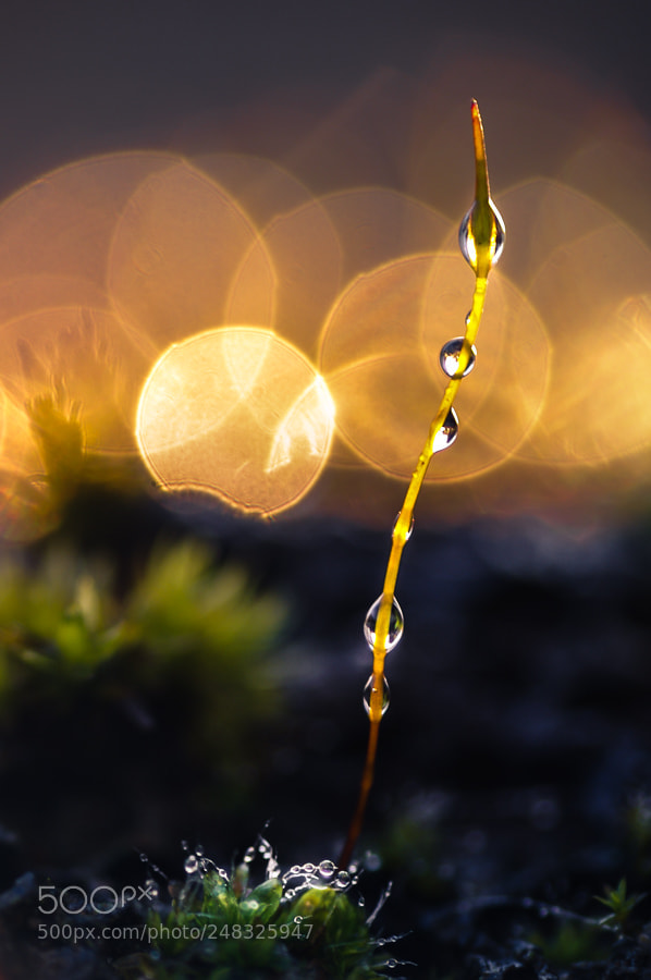 Pentax K20D sample photo. Moss lamp photography
