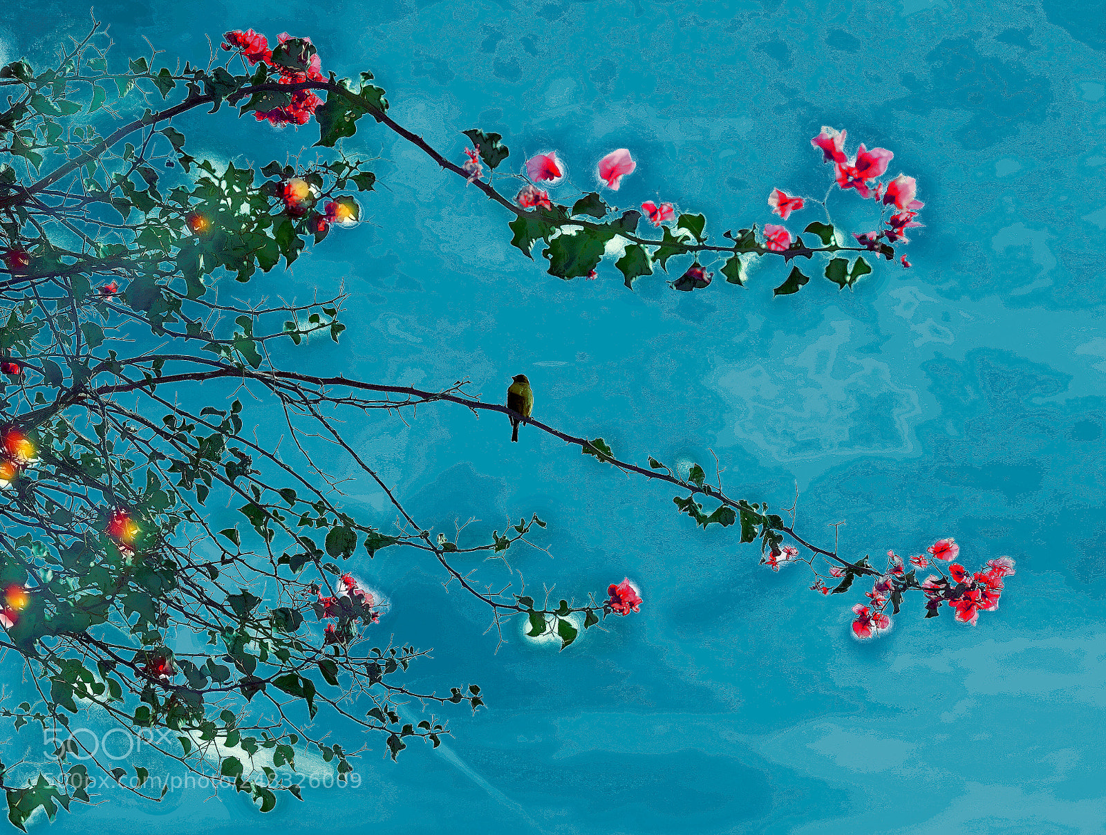 Fujifilm X-T1 sample photo. Bougainvillea photography