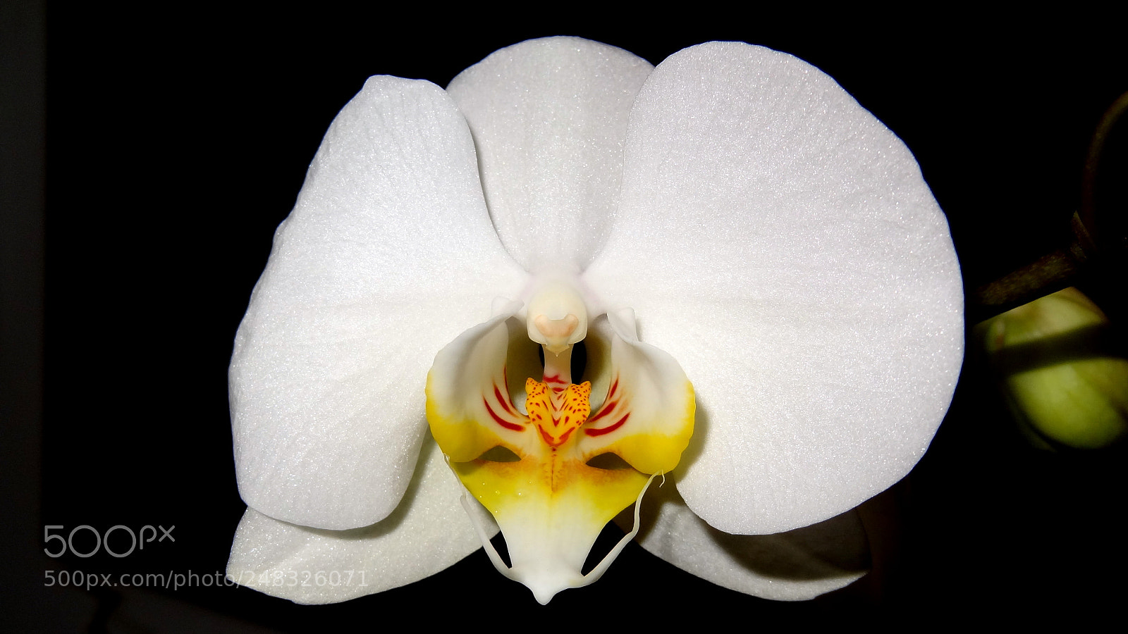 Sony Cyber-shot DSC-HX9V sample photo. Orchid photography