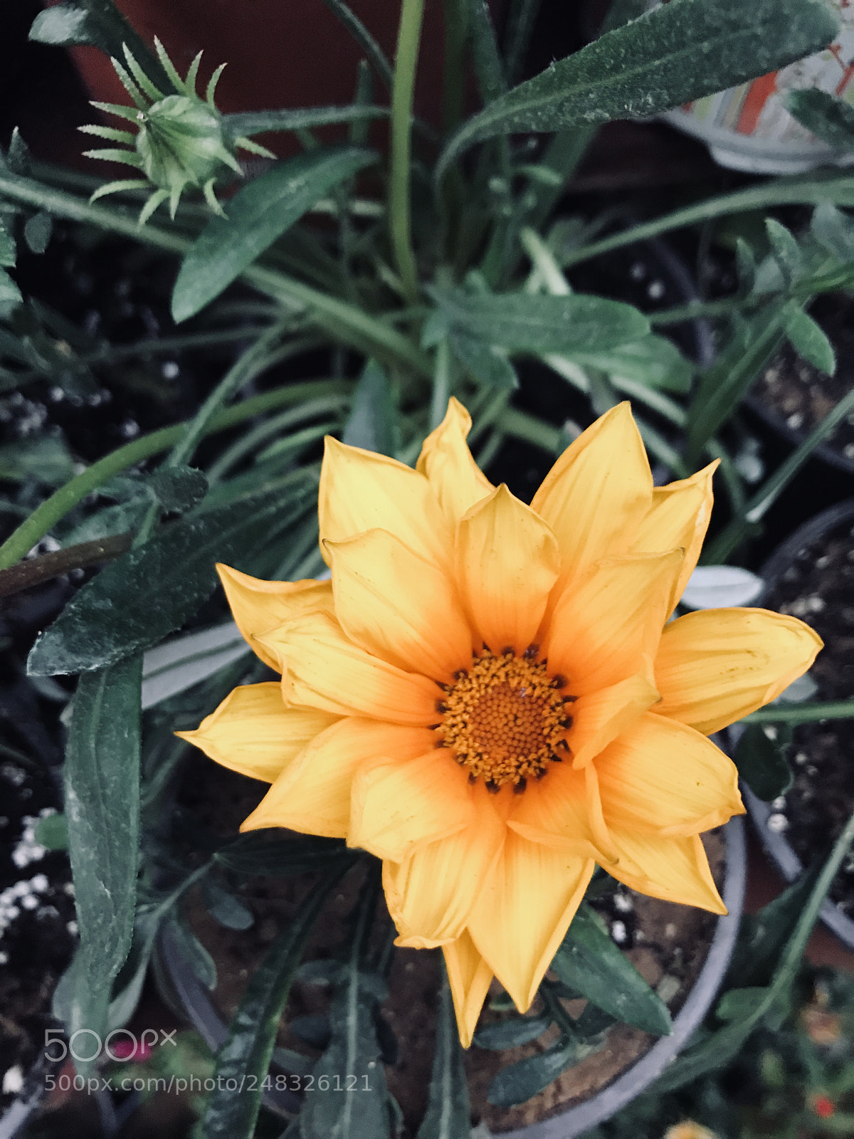 Apple iPhone 7 sample photo. Untitled photography
