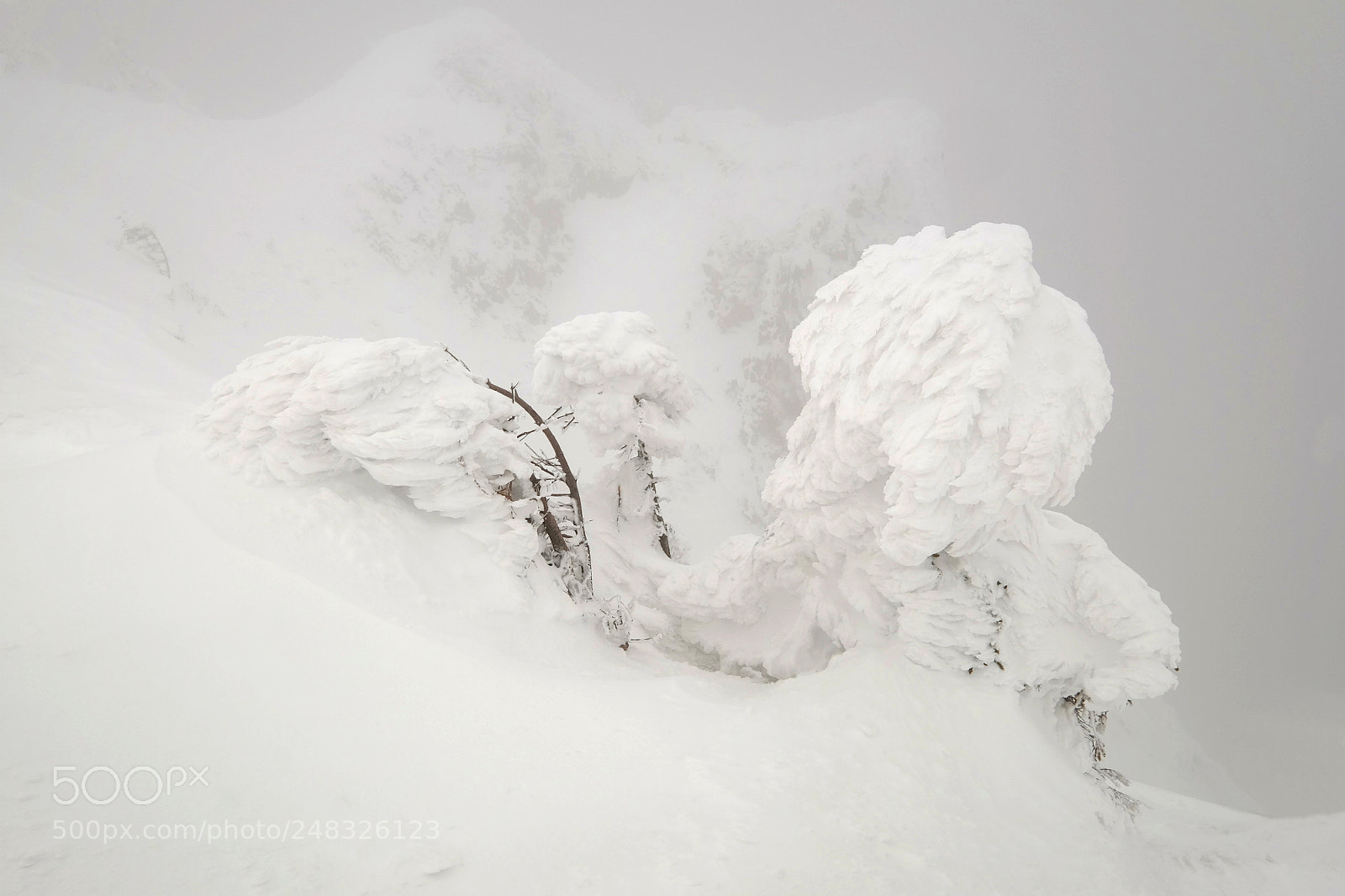 Fujifilm X-T1 sample photo. Frost photography