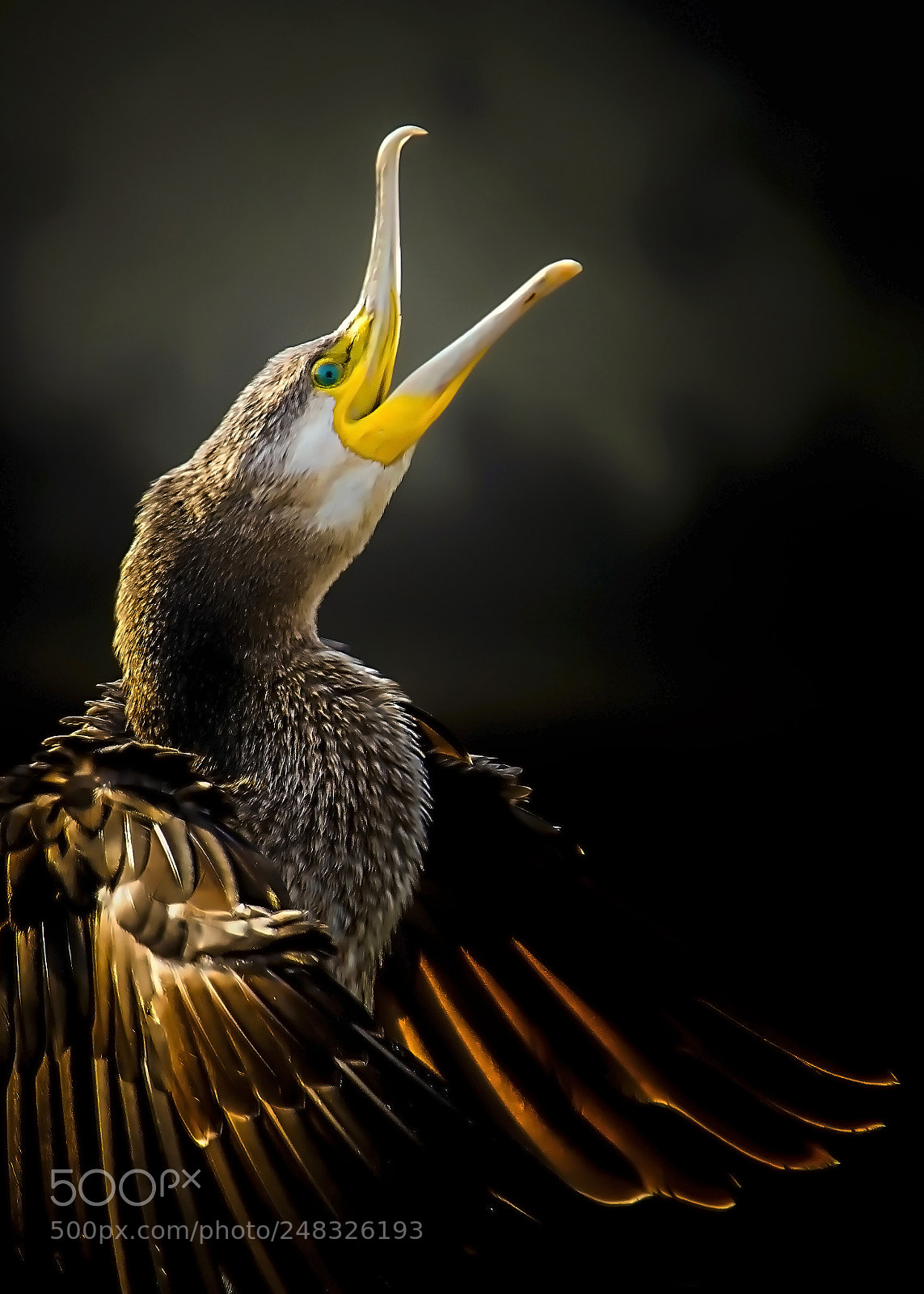 Nikon D7100 sample photo. Great cormorant photography