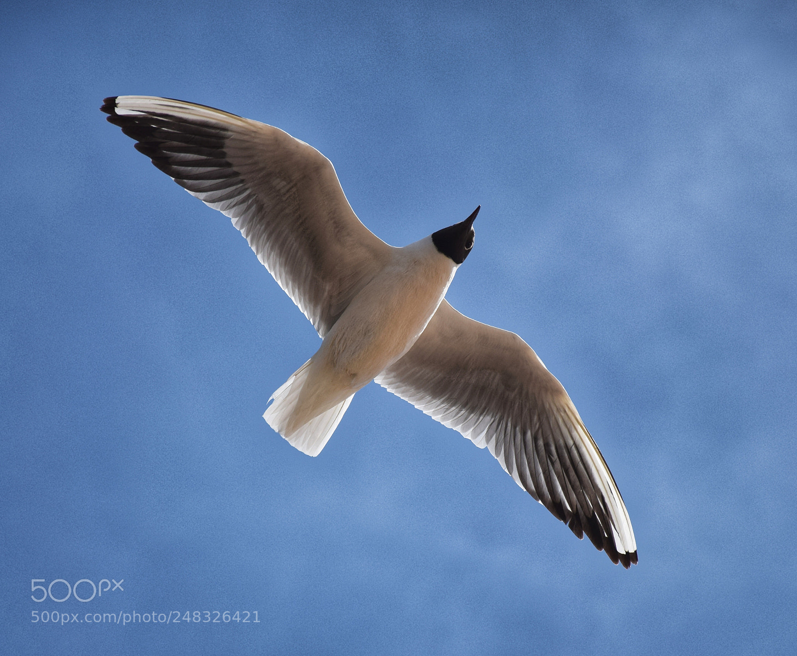 Nikon D5300 sample photo. A seagull from downside photography