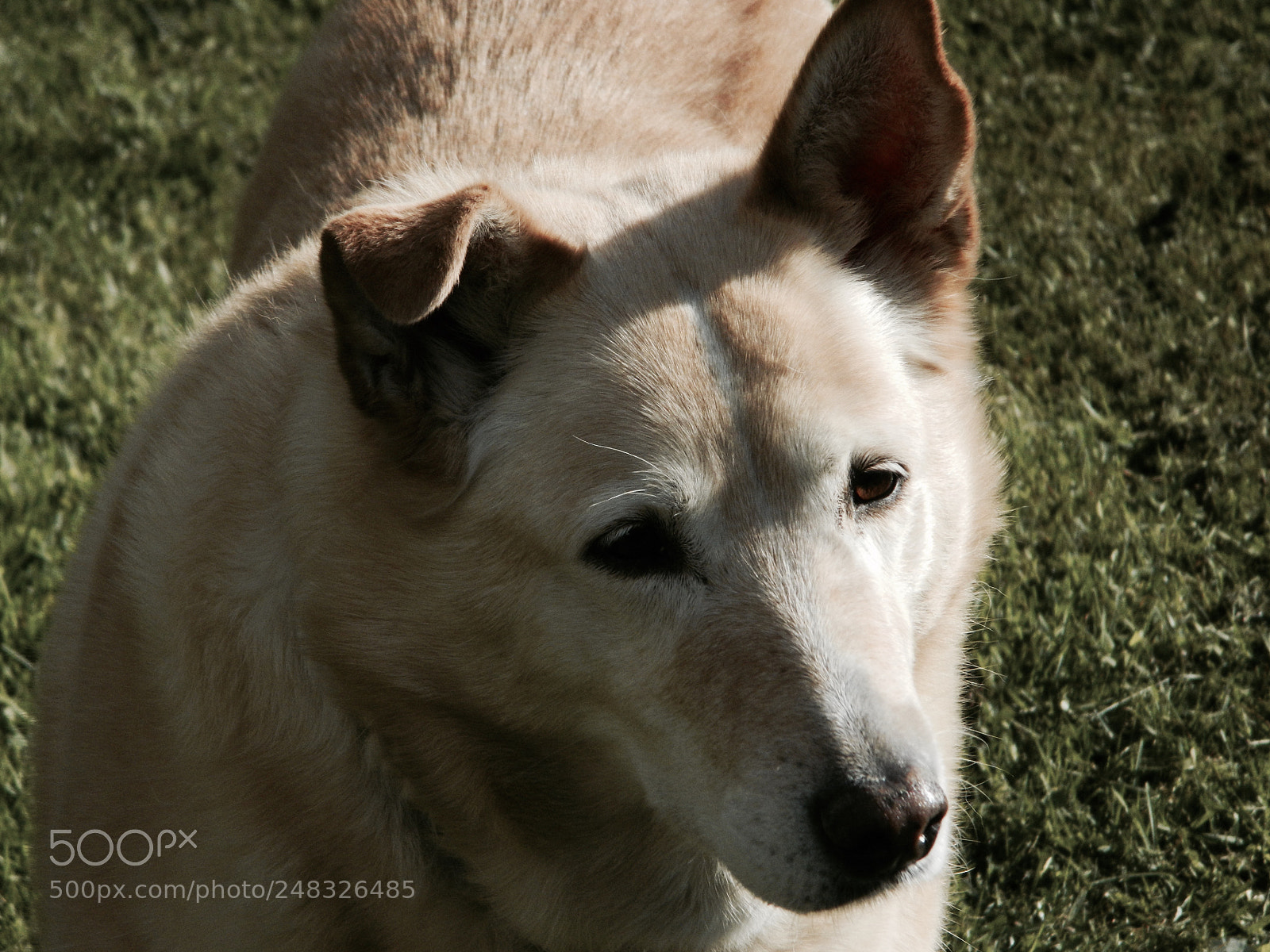 Nikon Coolpix L120 sample photo. Old dog photography