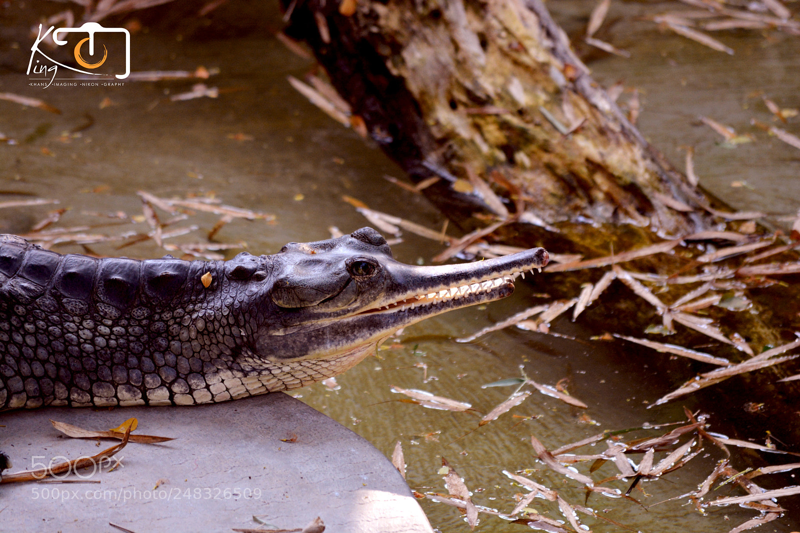 Nikon D5200 sample photo. Crocodile photography