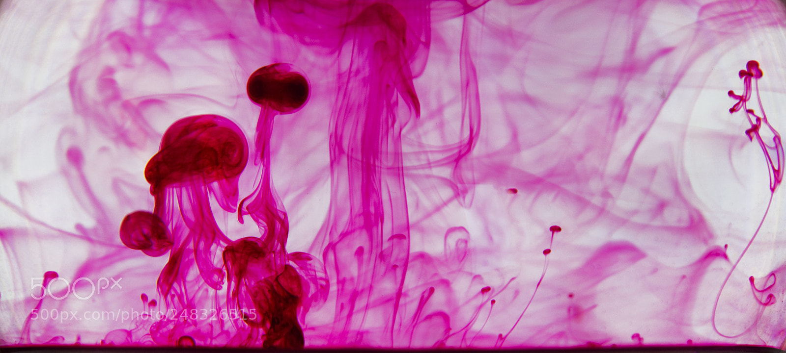 Canon EOS 550D (EOS Rebel T2i / EOS Kiss X4) sample photo. Pink jellyfish-liquid photography
