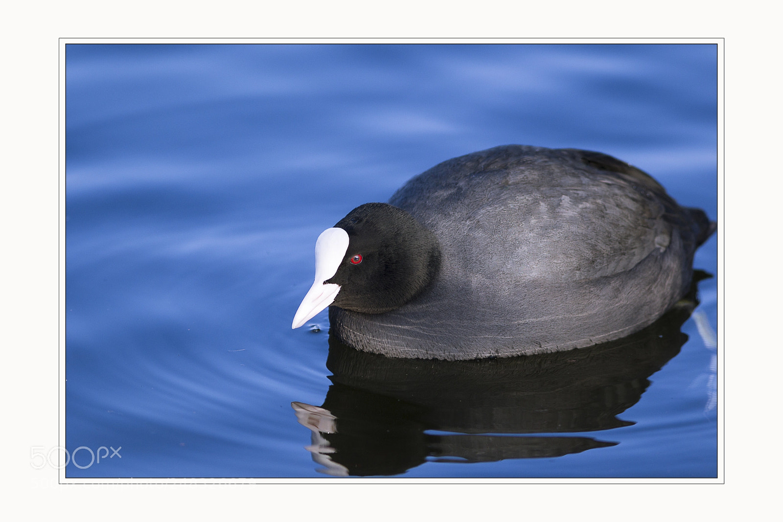 Canon EOS-1D Mark IV sample photo. Fulica atra -- bl photography