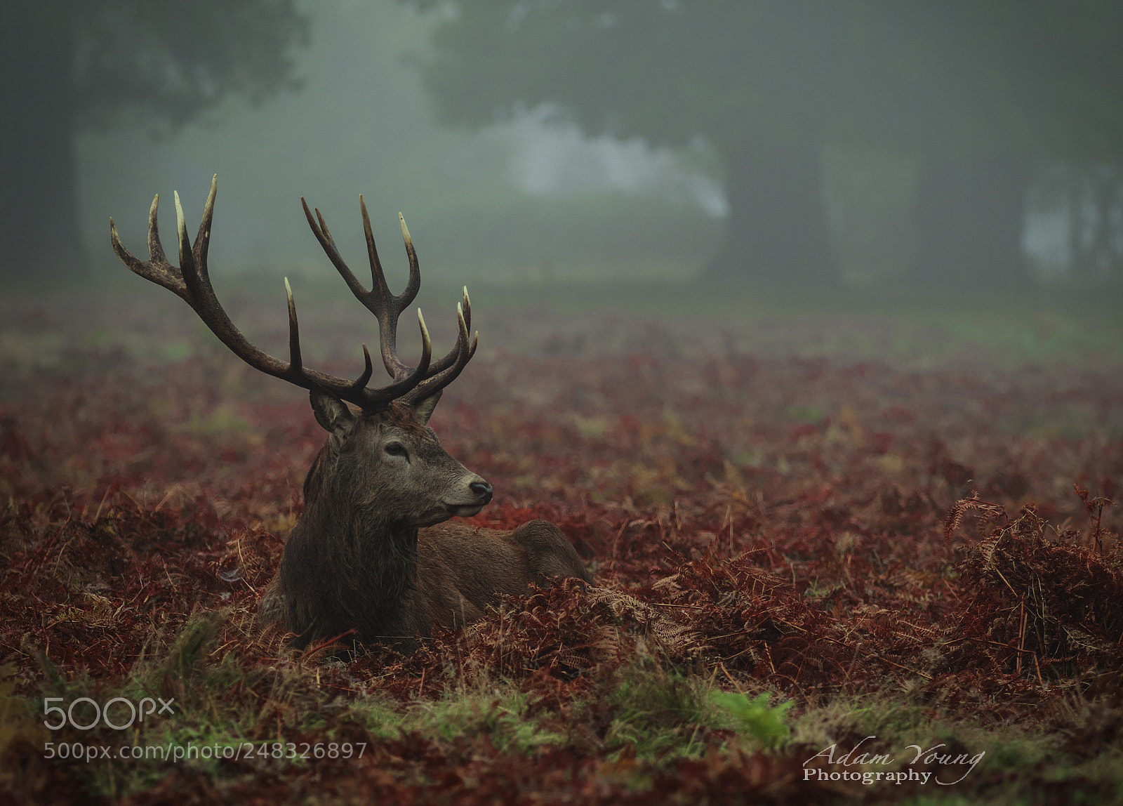 Canon EOS 7D Mark II sample photo. Stag photography