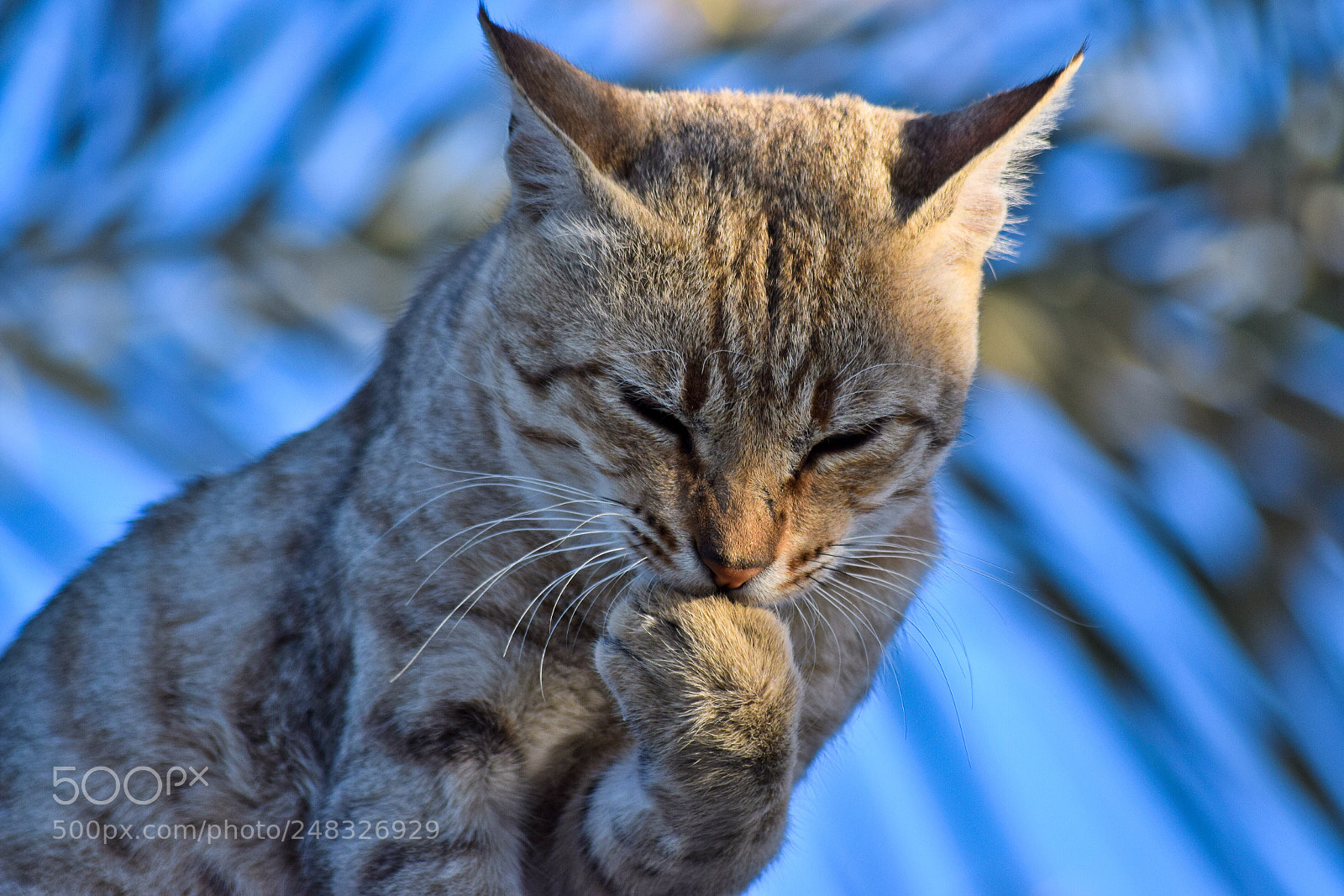 Nikon D5300 sample photo. My cute cat photography