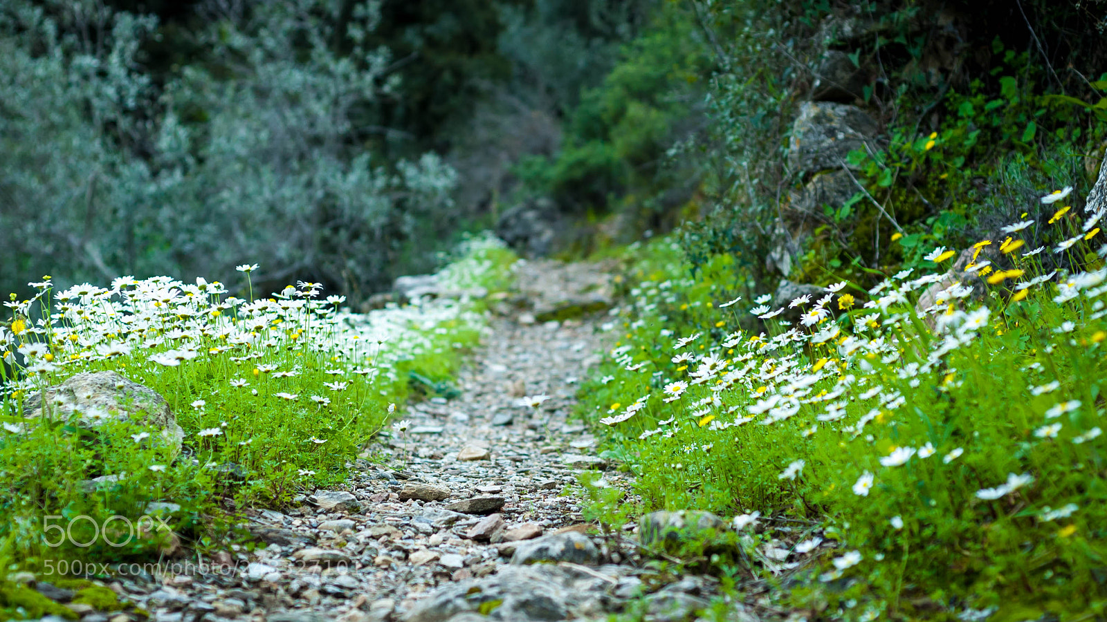 Nikon D70 sample photo. A path of spring photography