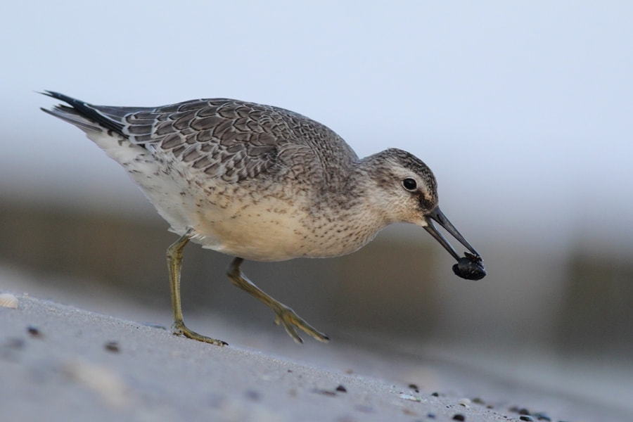 Canon EOS 60D + Canon EF 400mm F5.6L USM sample photo. The red knot  (calidris canutus) photography