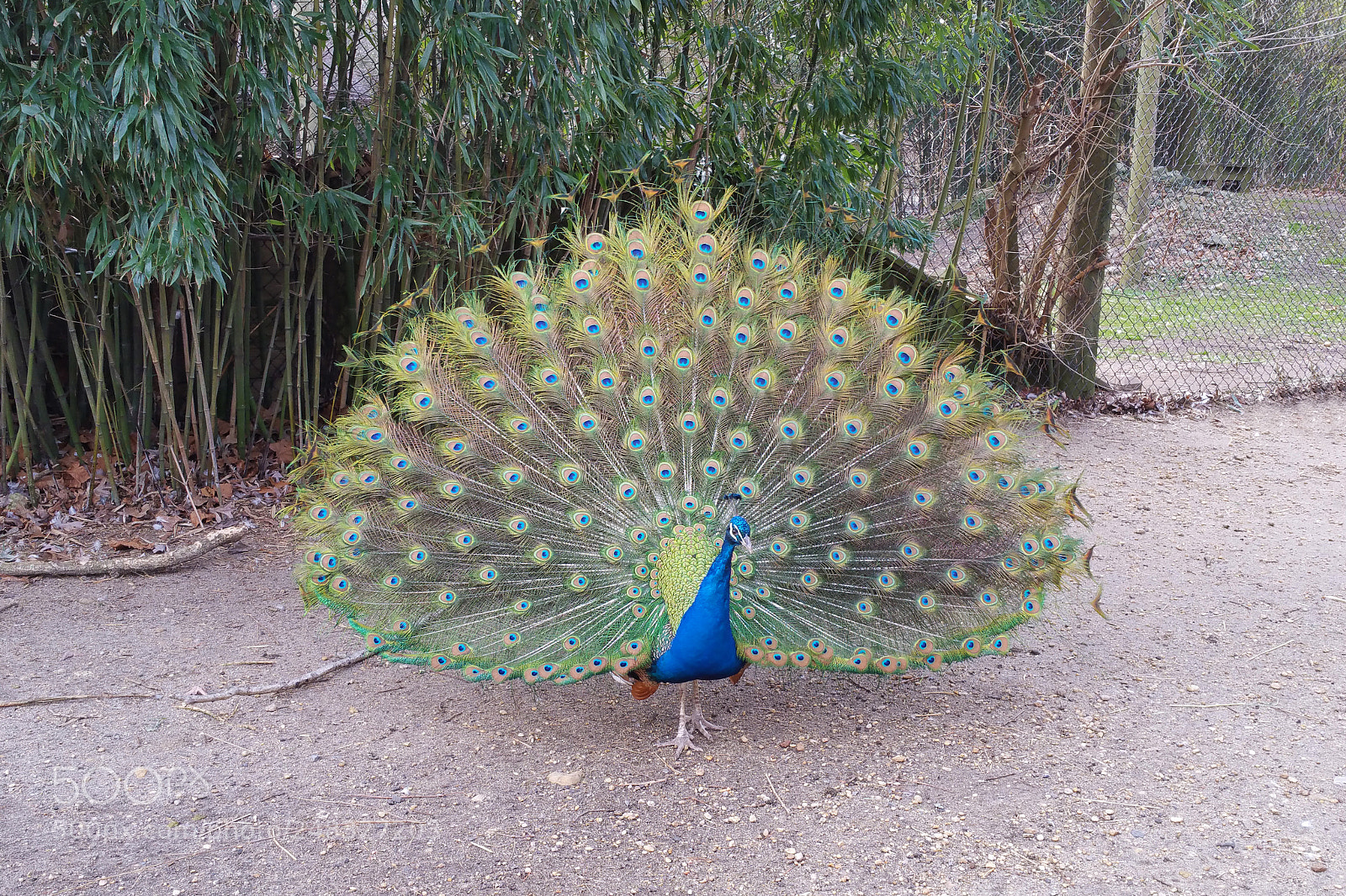 Samsung Galaxy Note4 sample photo. Full peacock photography