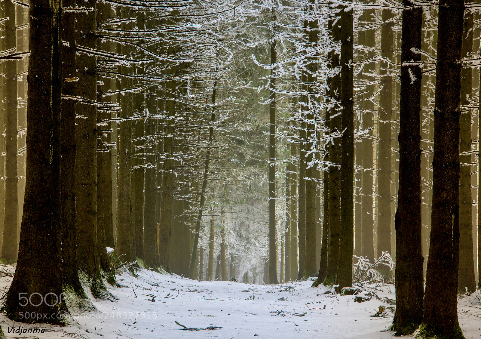 Nikon D610 sample photo. Like in a cathedral photography