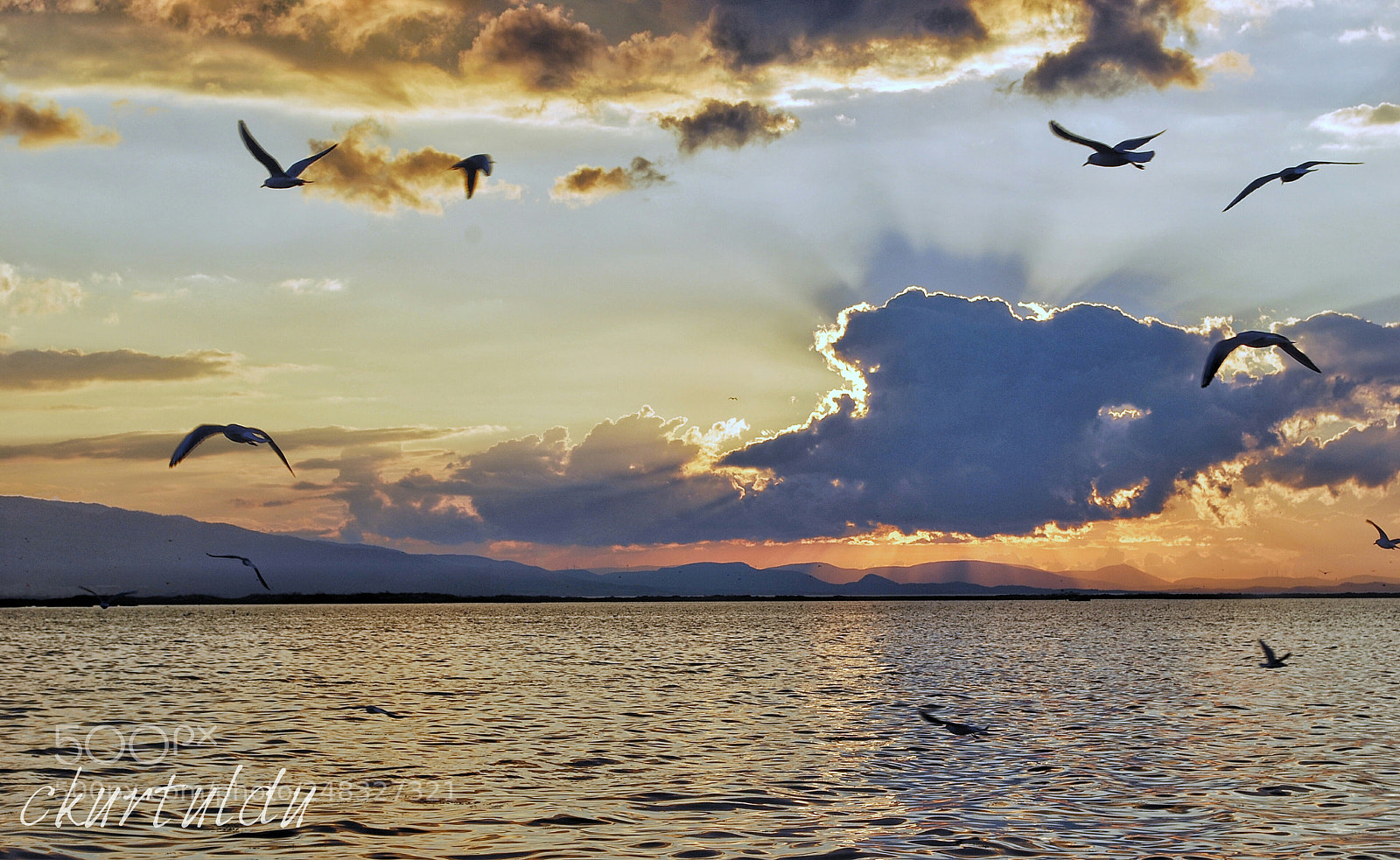 Nikon D60 sample photo. Seagulls photography