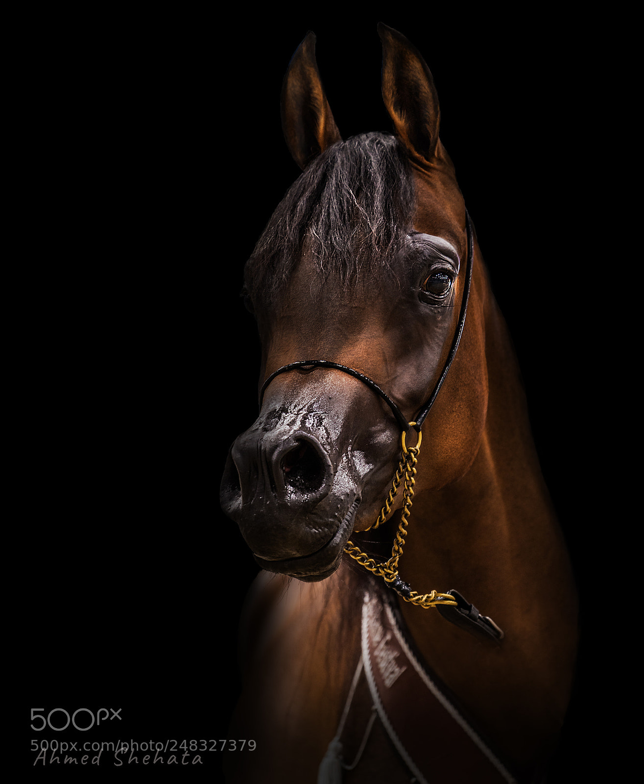 Nikon D810 sample photo. Horse photography