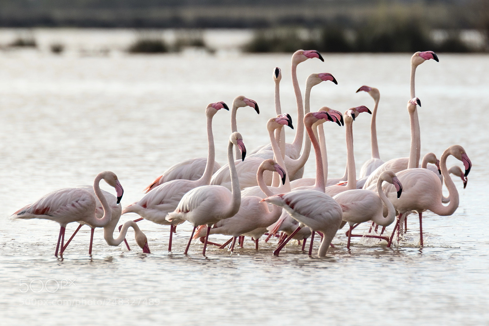 Canon EOS 7D Mark II sample photo. Los flamencos al sol photography
