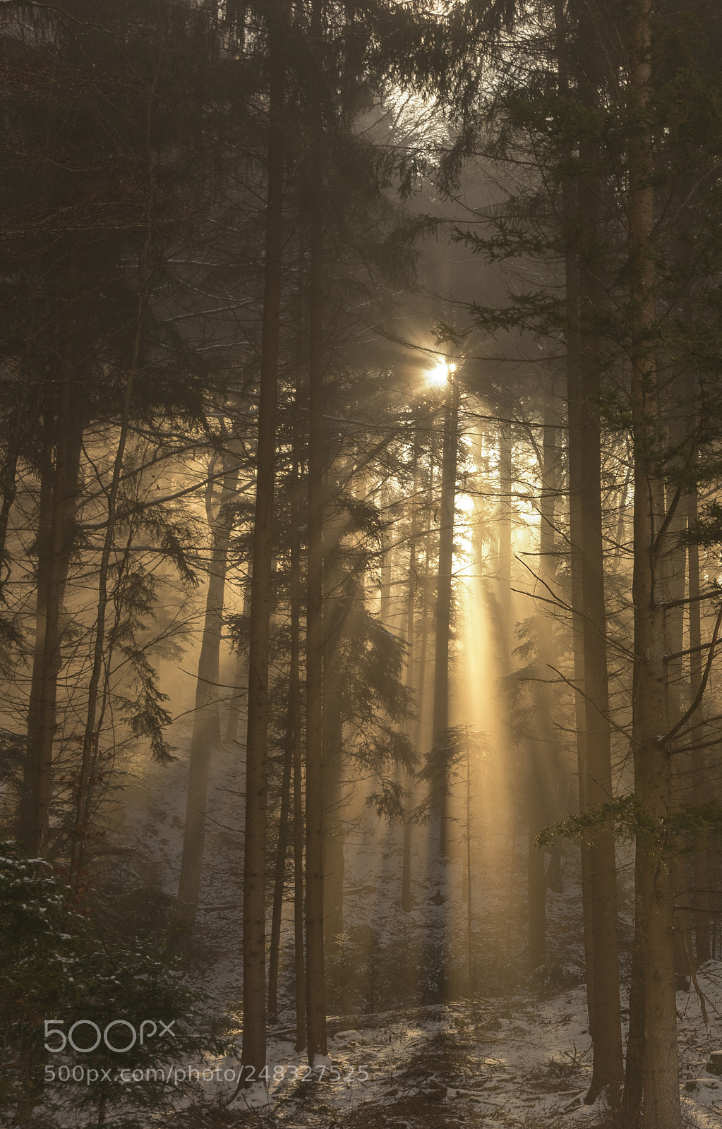 Sony a7 II sample photo. Waldspaziergang photography