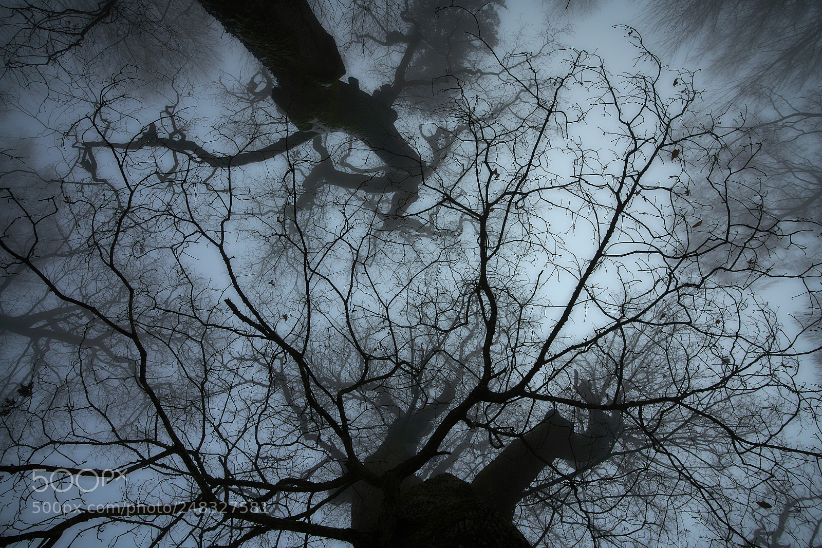 Sony a7R II sample photo. Trees photography