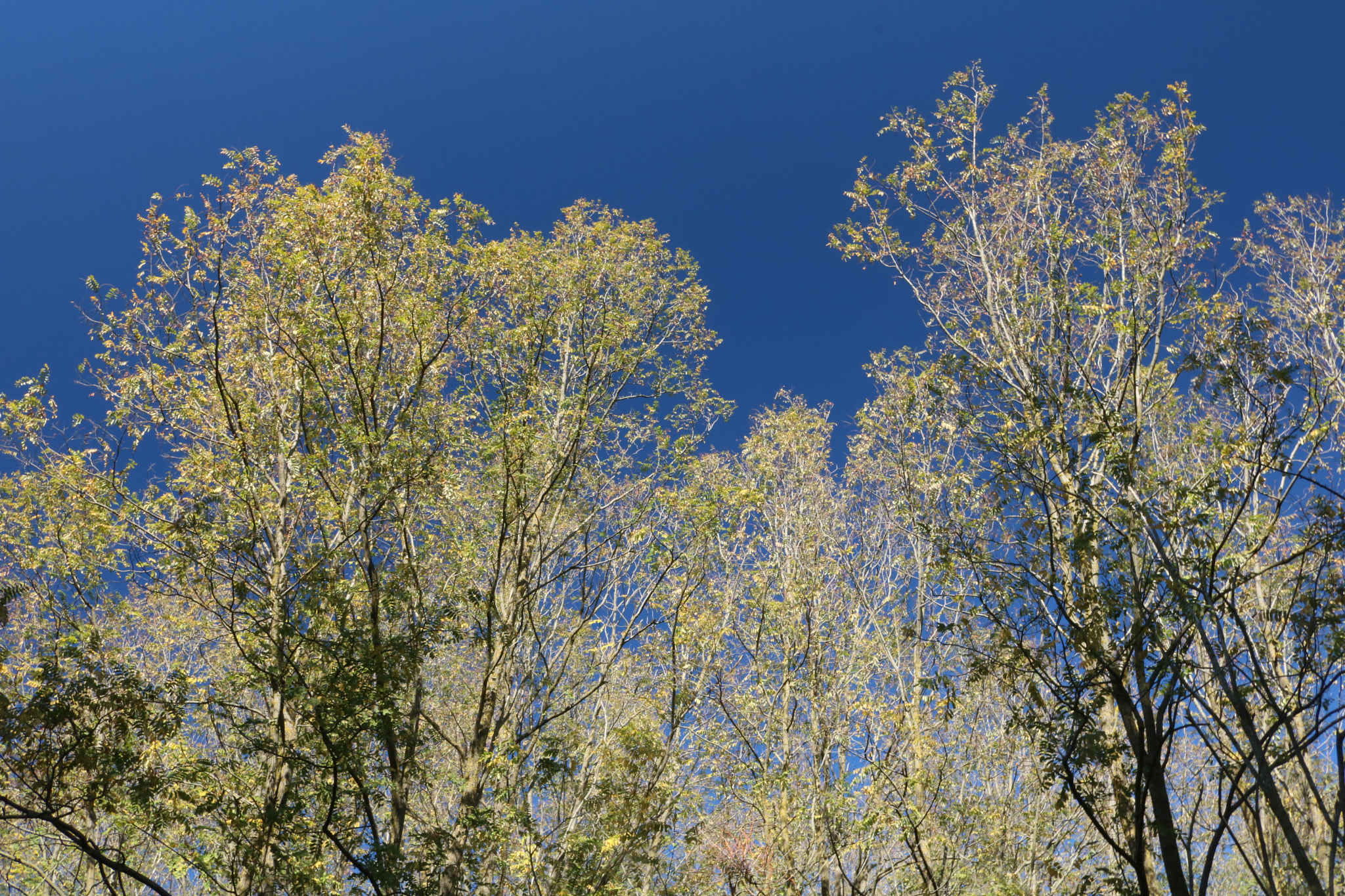 Canon EOS 760D (EOS Rebel T6s / EOS 8000D) sample photo. Tangle photography