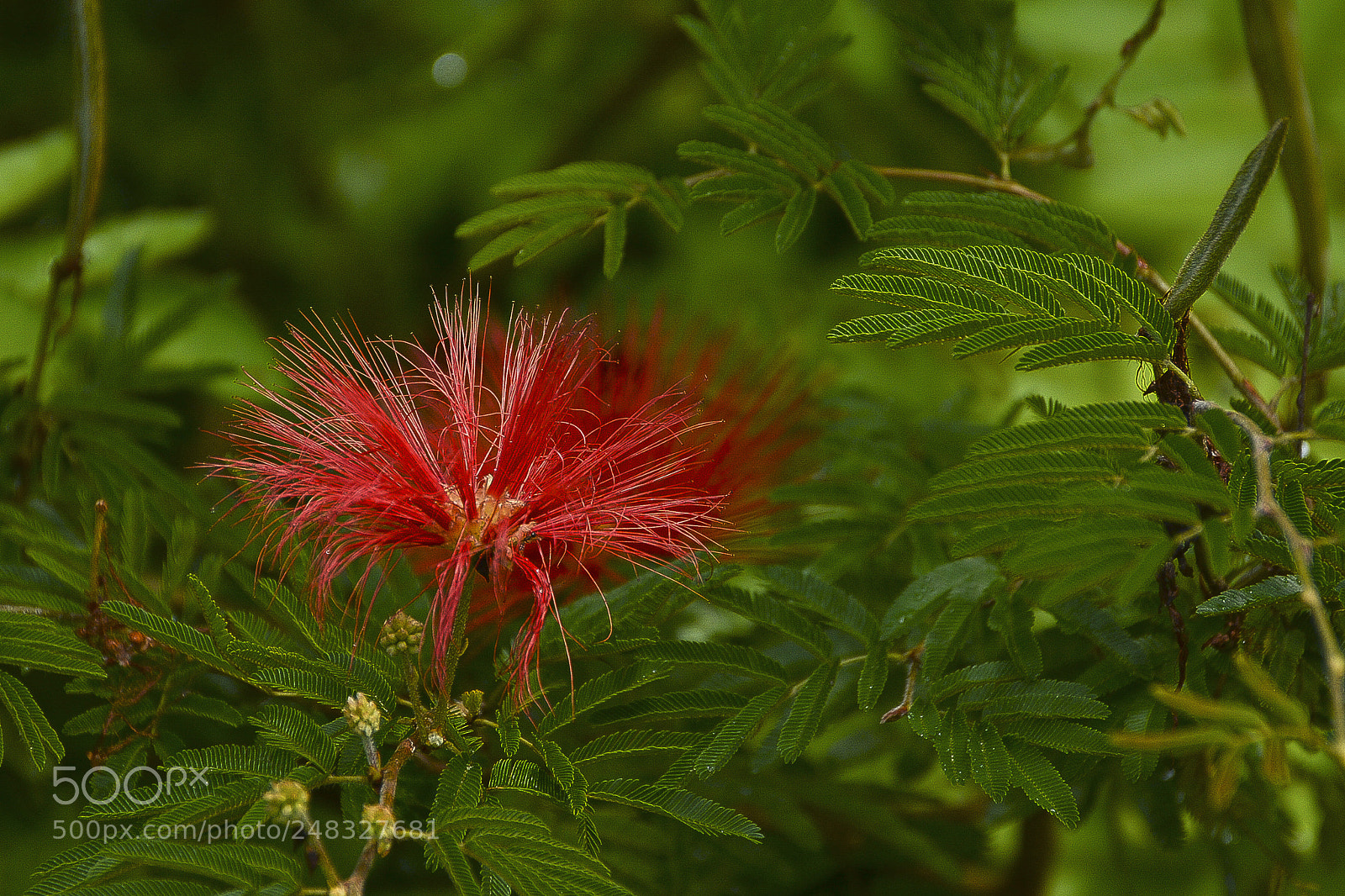 Nikon D7100 sample photo. Natureza vibrante. photography