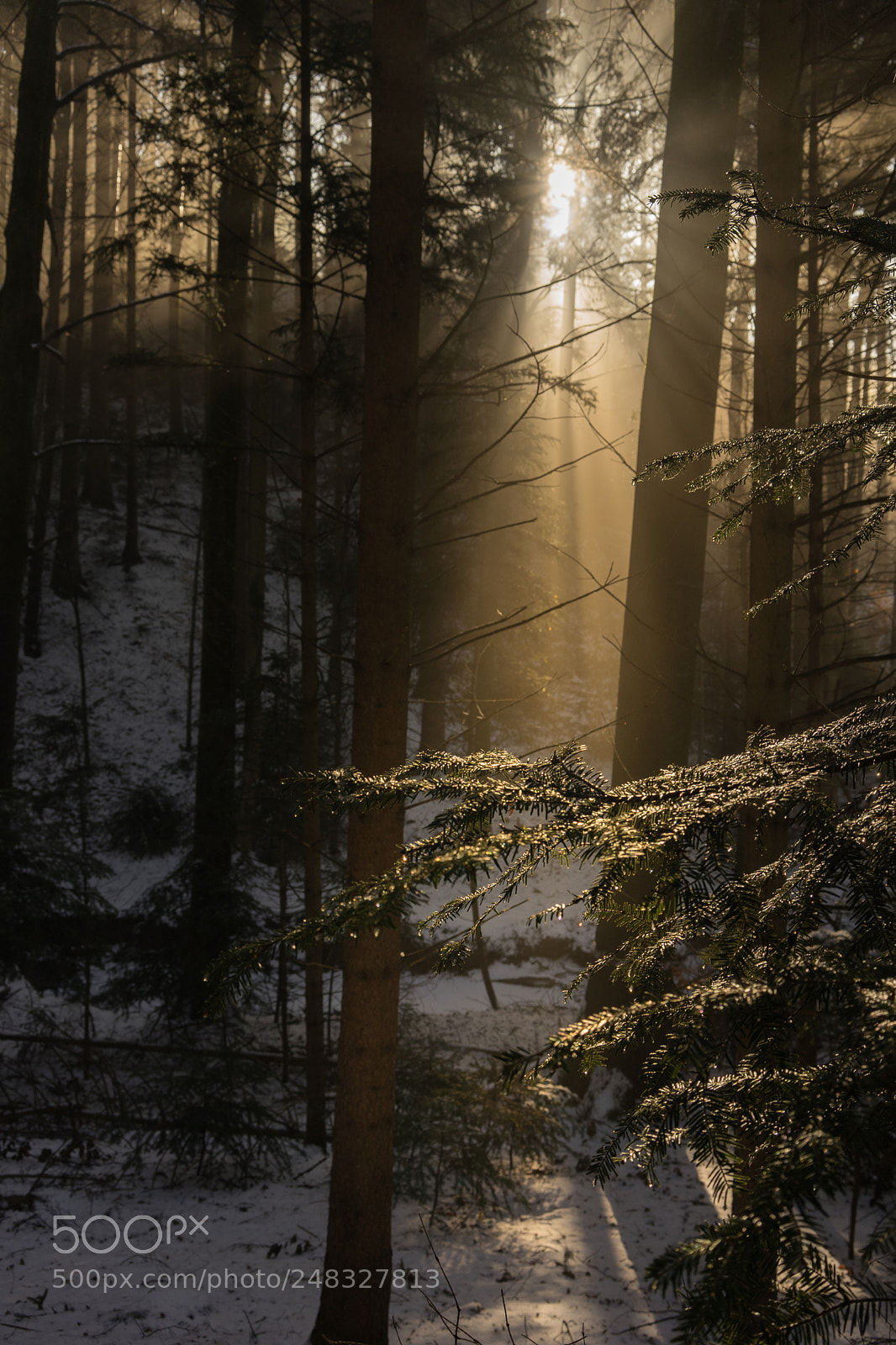 Sony a7 II sample photo. Waldspaziergang photography