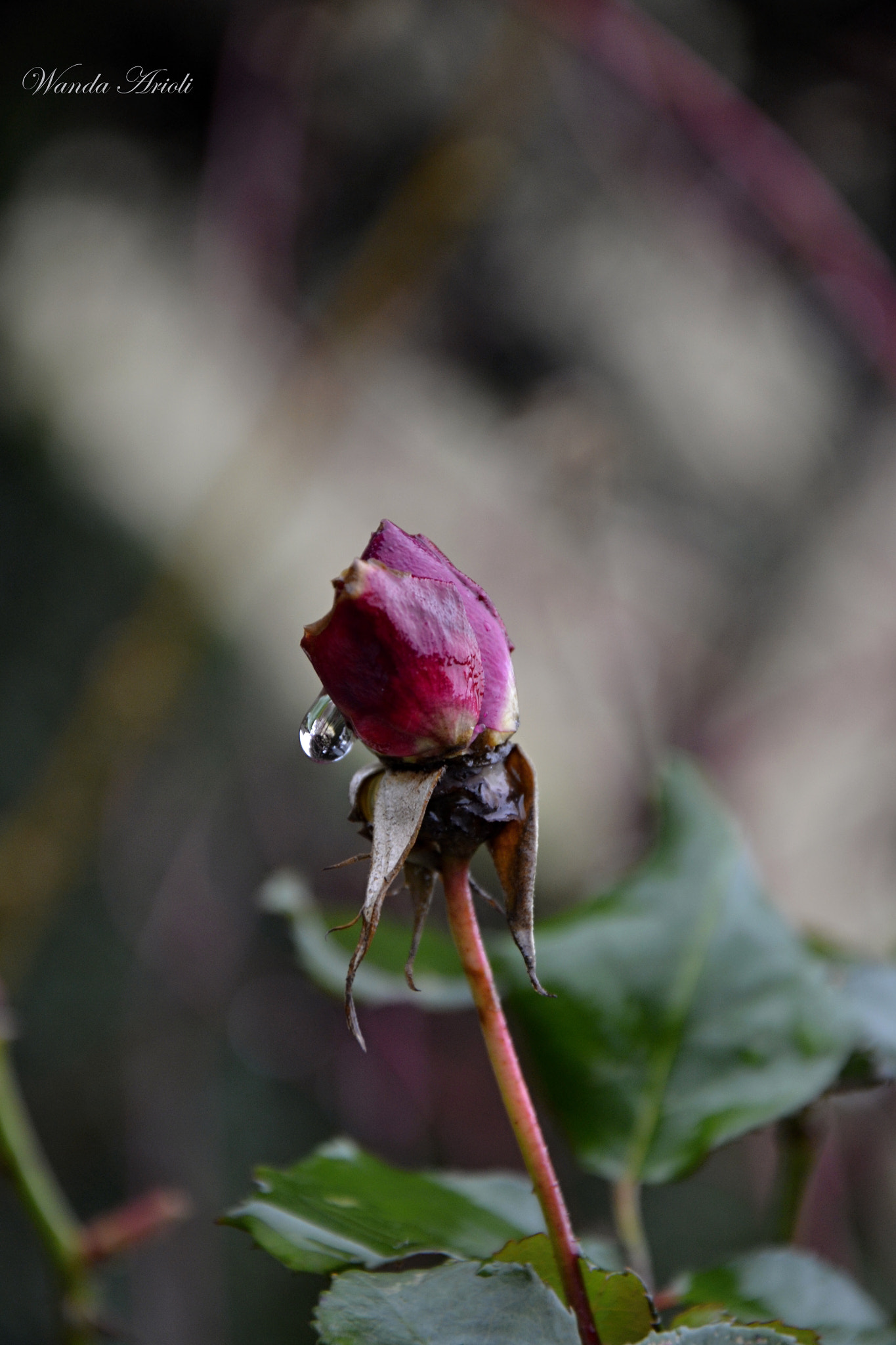 Nikon D3100 sample photo