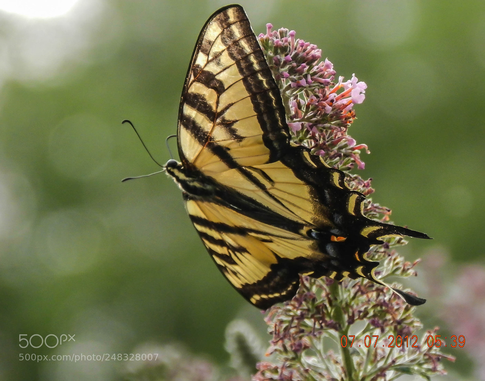 Nikon Coolpix P500 sample photo. Tiger swallowtail butterfly photography