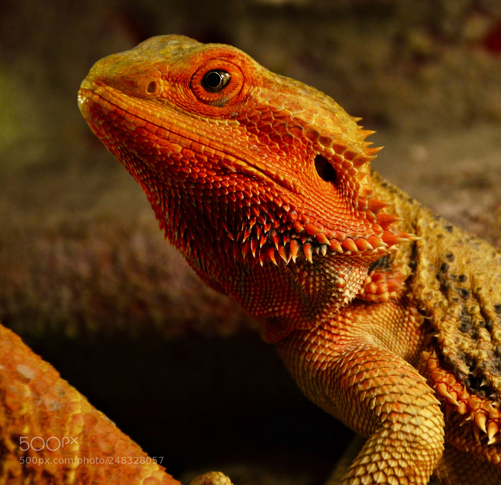 Nikon D3200 sample photo. Agama photography