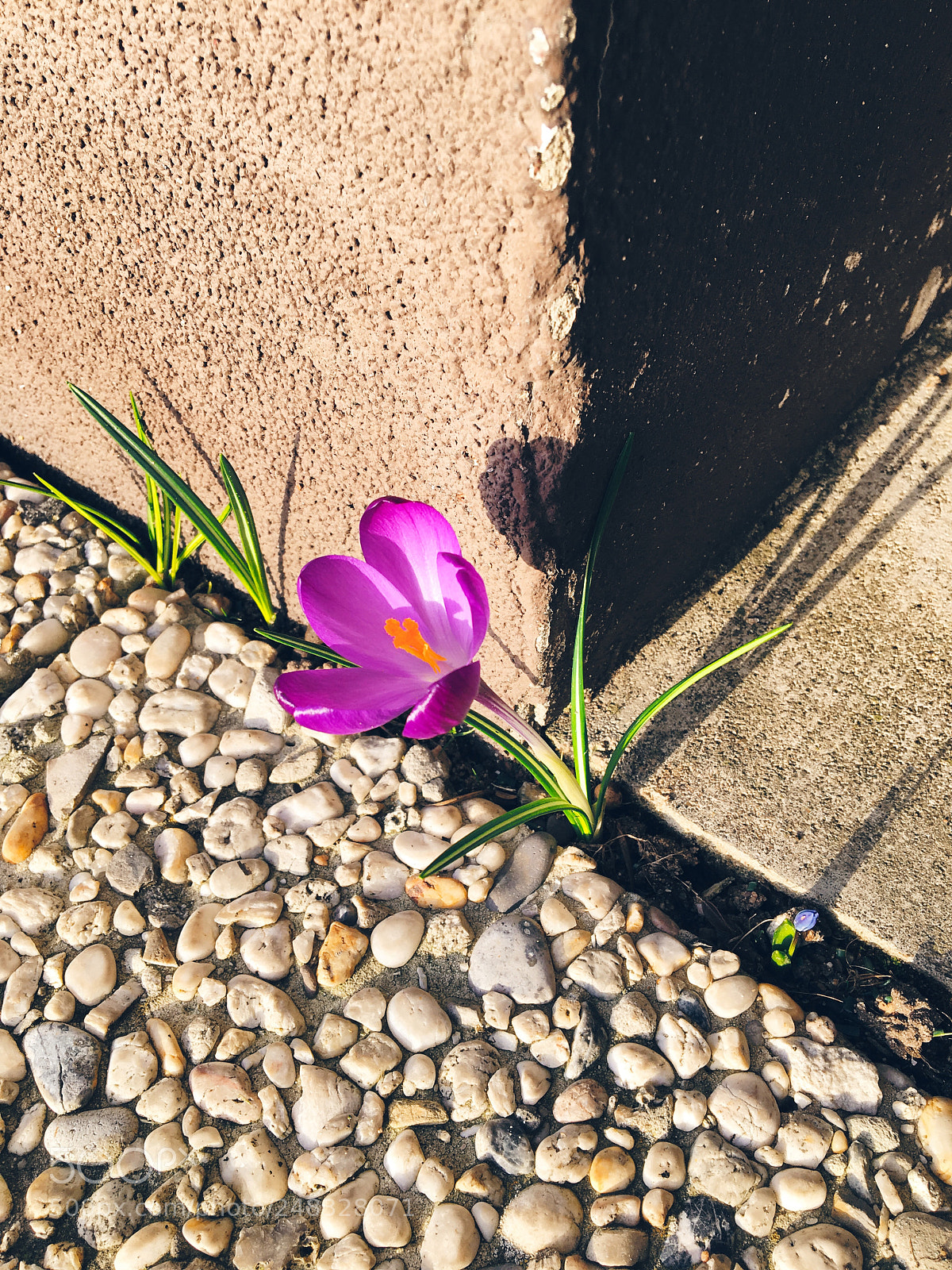 Apple iPhone 6s sample photo. Untitled photography