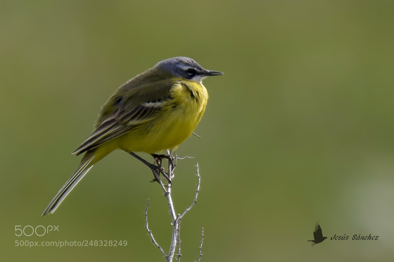 Canon EOS 7D sample photo. Lavandera boyera (motacilla flava) photography