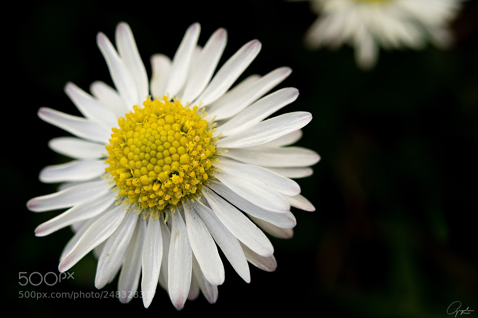 Olympus OM-D E-M1 sample photo. Daisy photography