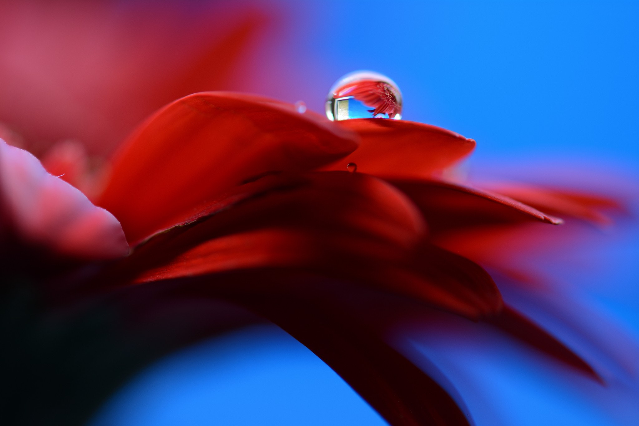 Nikon AF-S Micro-Nikkor 105mm F2.8G IF-ED VR sample photo. Red and blue gerbera 2 photography