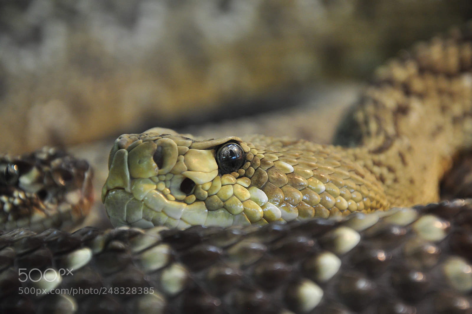 Nikon D90 sample photo. Snake...sssssssss photography