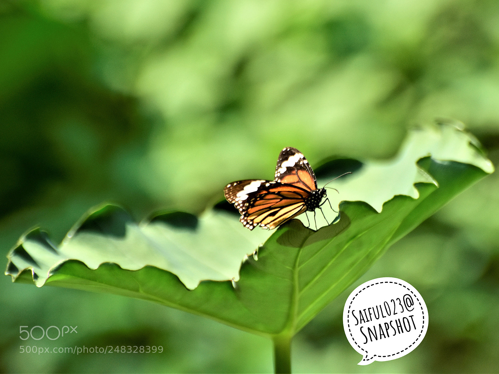 Nikon D7200 sample photo. Untitled photography