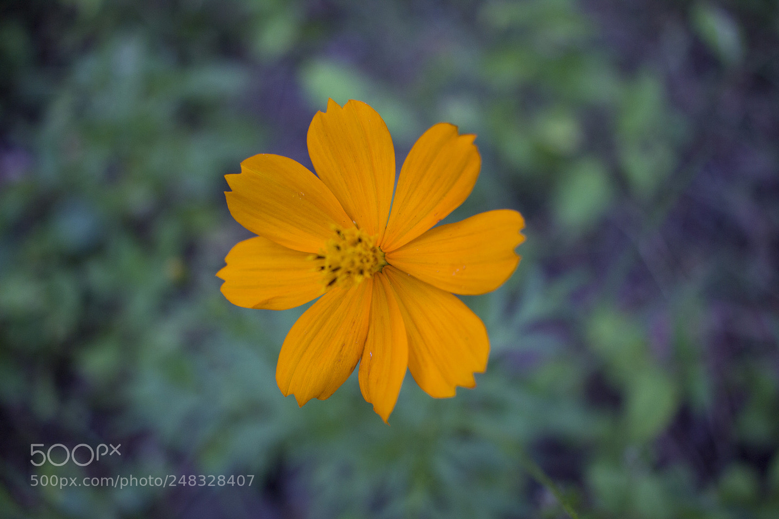 Canon EOS 600D (Rebel EOS T3i / EOS Kiss X5) sample photo. Beautiful petals photography