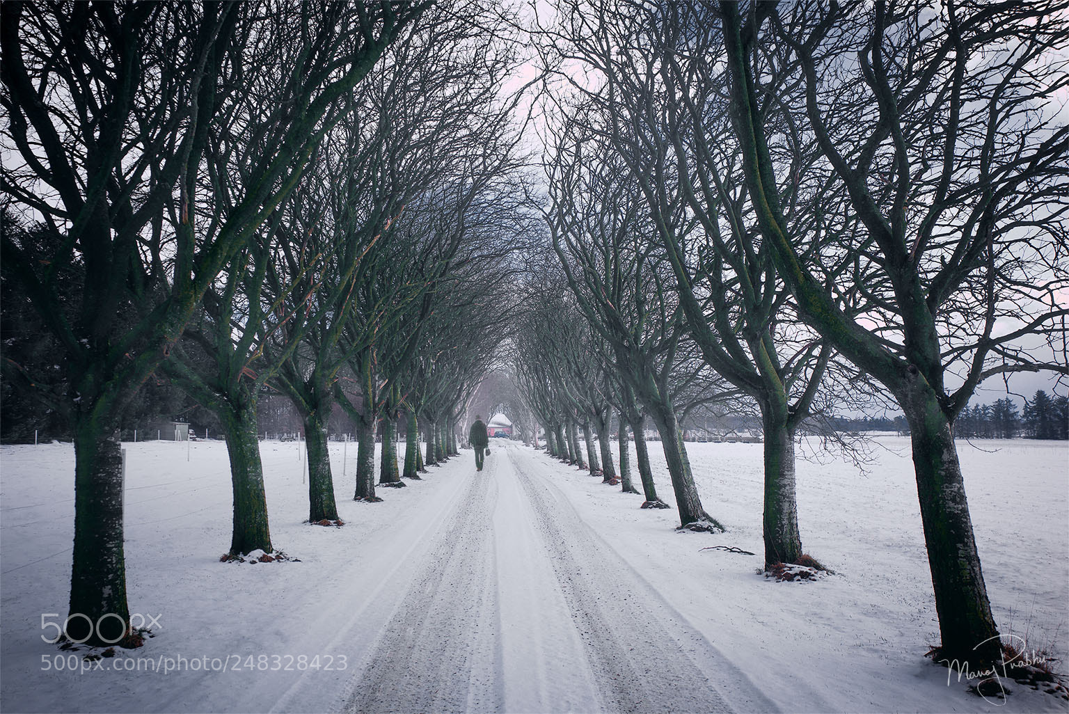 Leica M (Typ 240) sample photo. When snow falls, nature photography