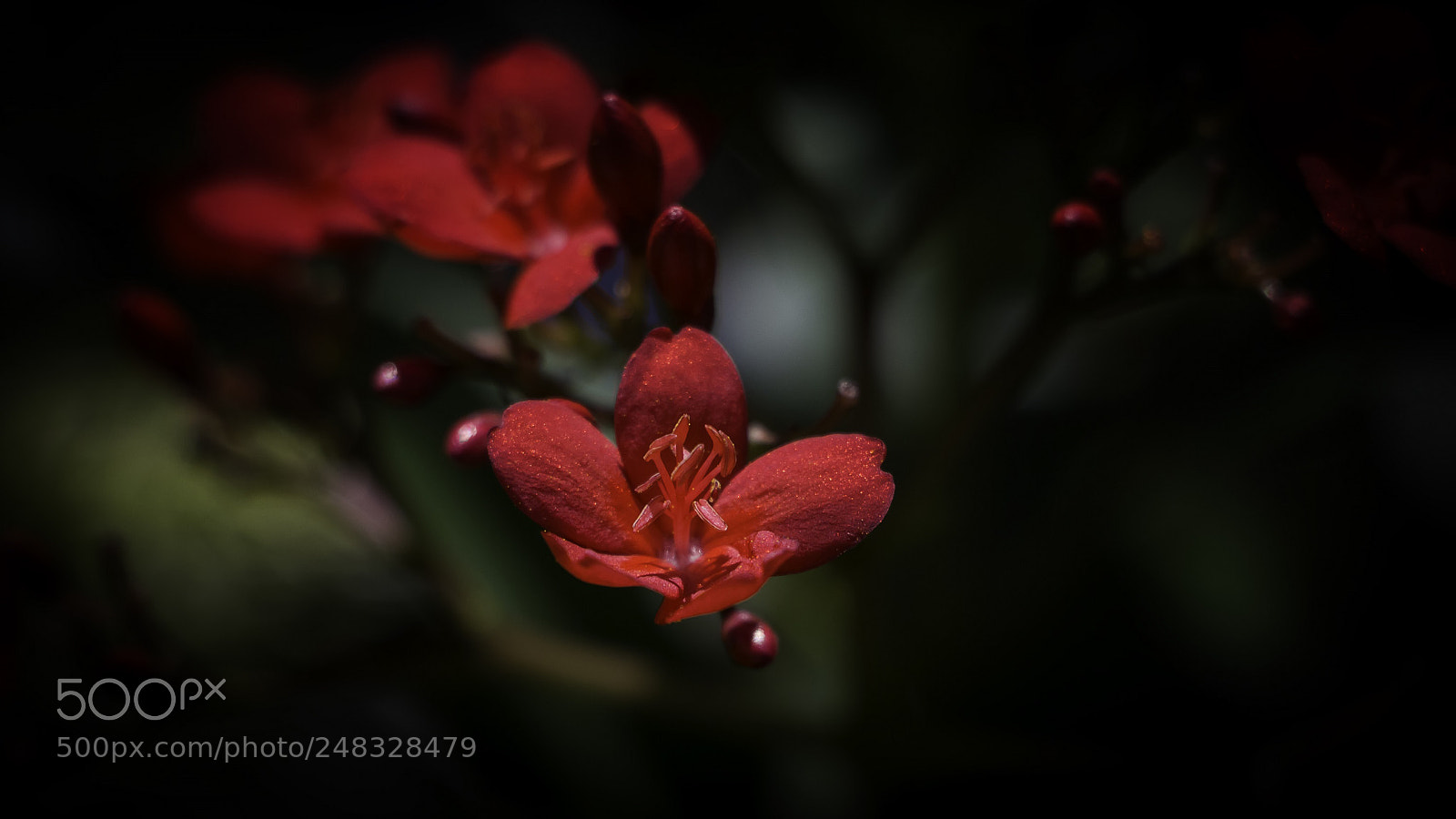 Canon EOS 700D (EOS Rebel T5i / EOS Kiss X7i) sample photo. Hanging photography
