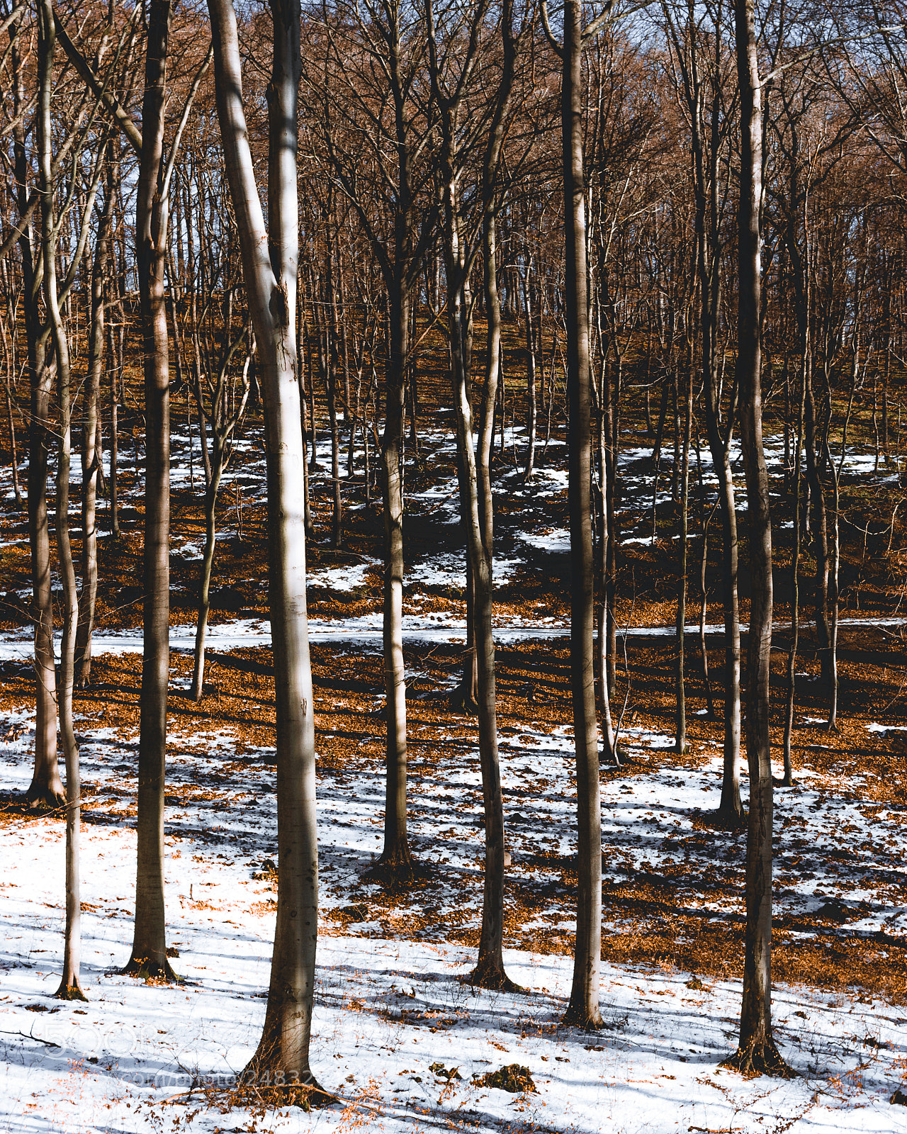 Canon EOS 700D (EOS Rebel T5i / EOS Kiss X7i) sample photo. Last snow photography