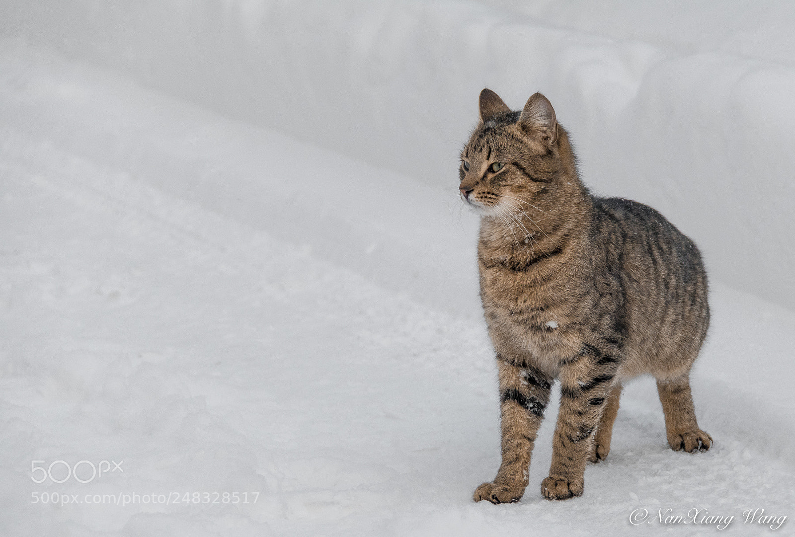 Canon EOS 80D sample photo. Cat photography