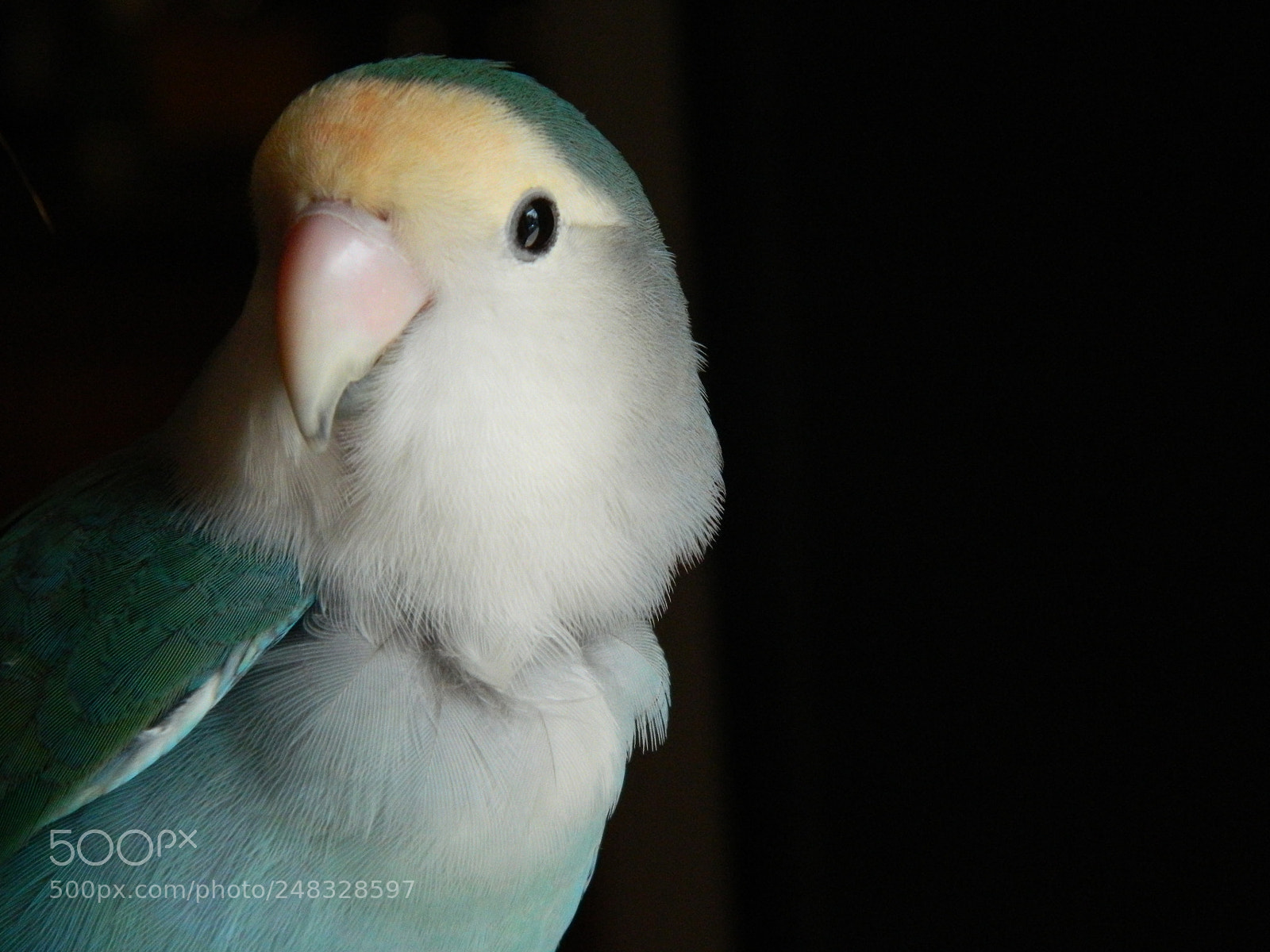 Nikon Coolpix L120 sample photo. Bird photography