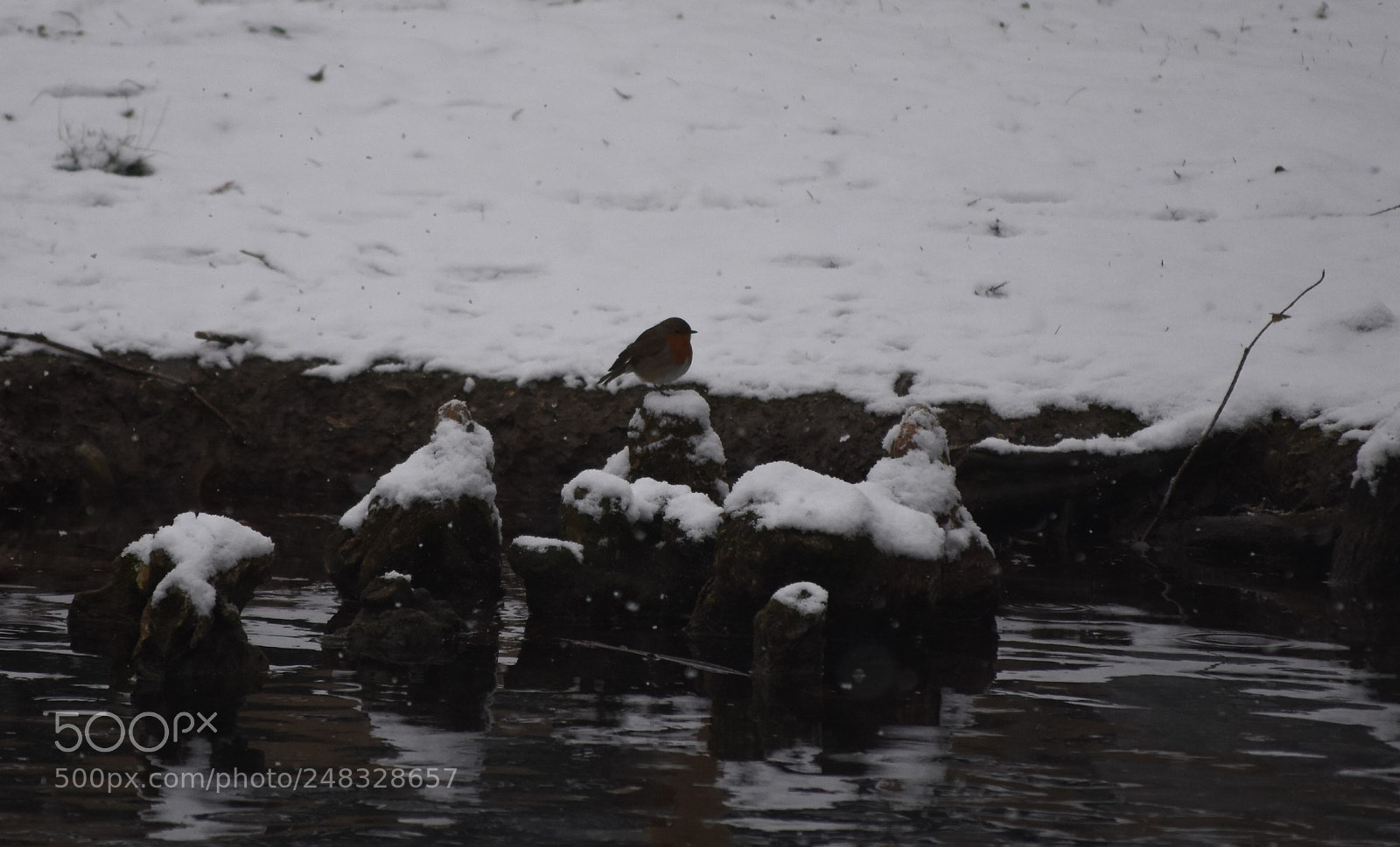 Nikon D7200 sample photo. Snowing photography