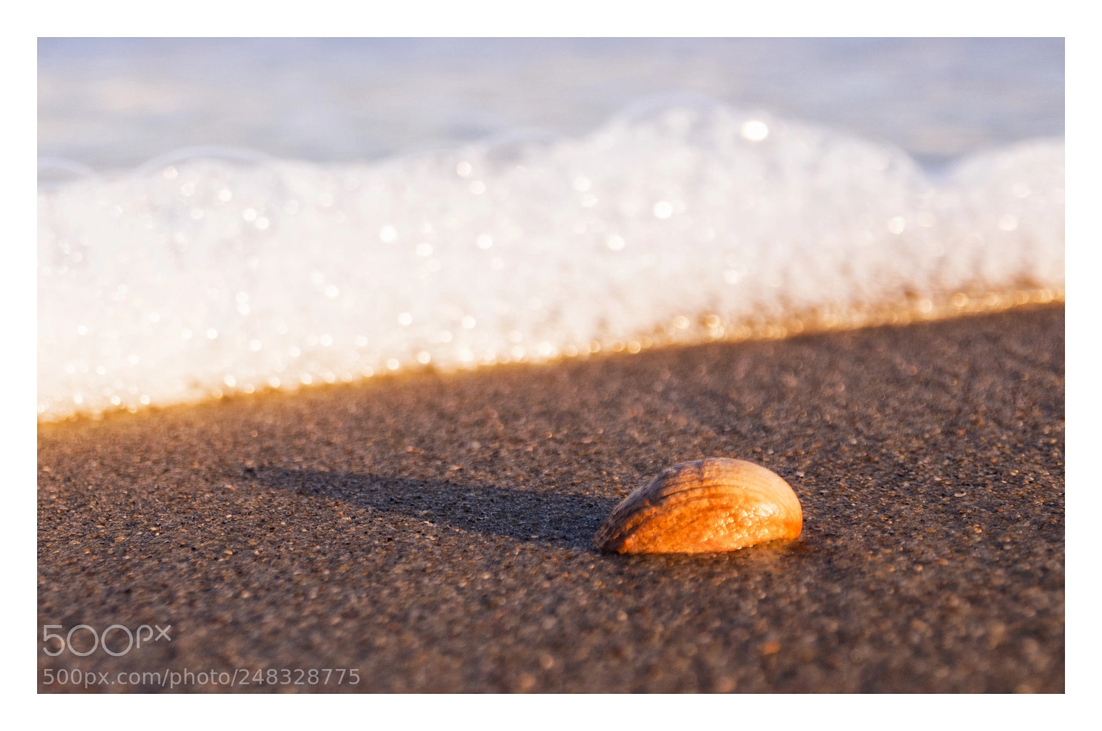 Olympus OM-D E-M5 sample photo. Shell in the morning photography