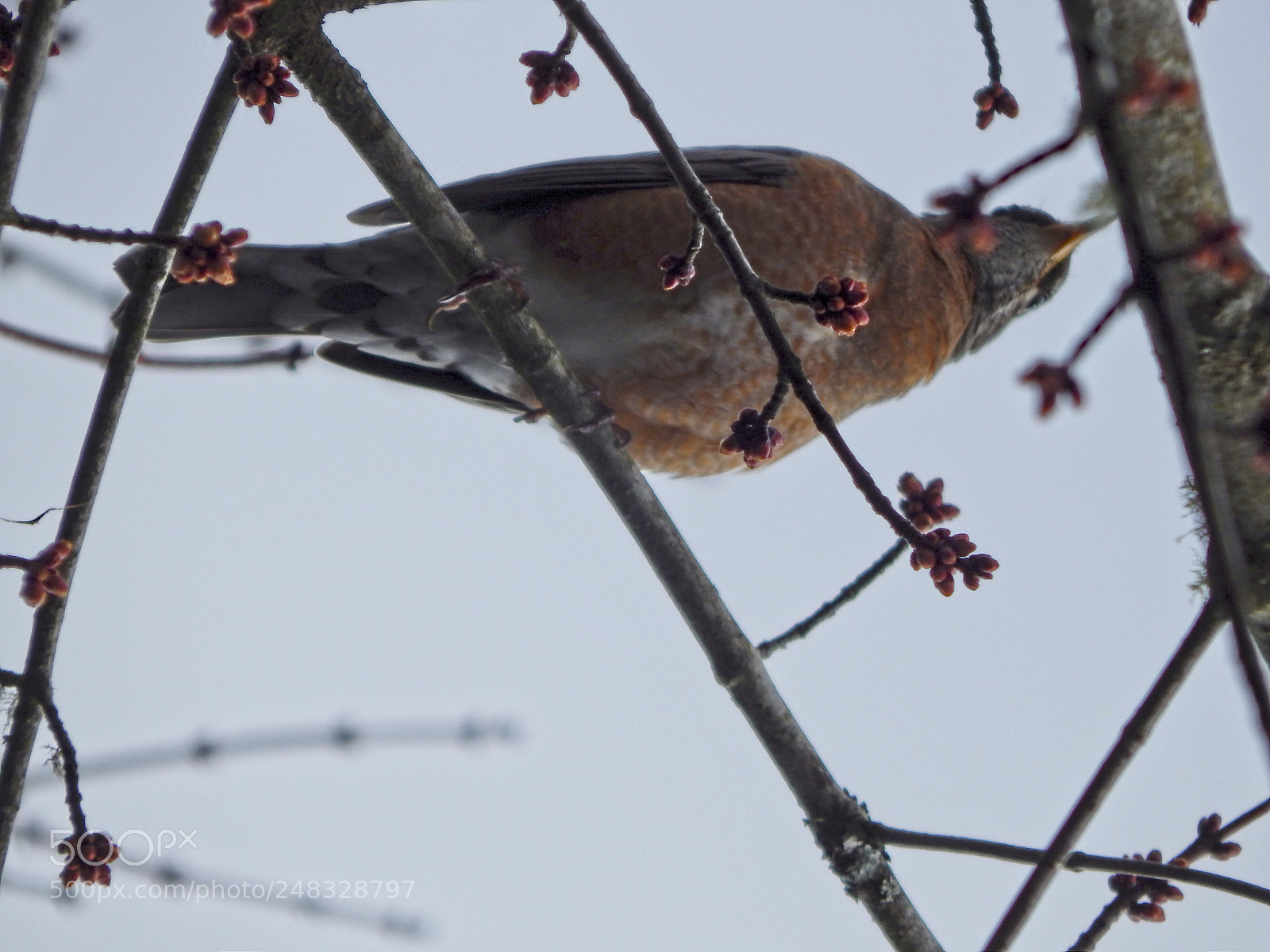 Nikon Coolpix L820 sample photo. Under the robin photography