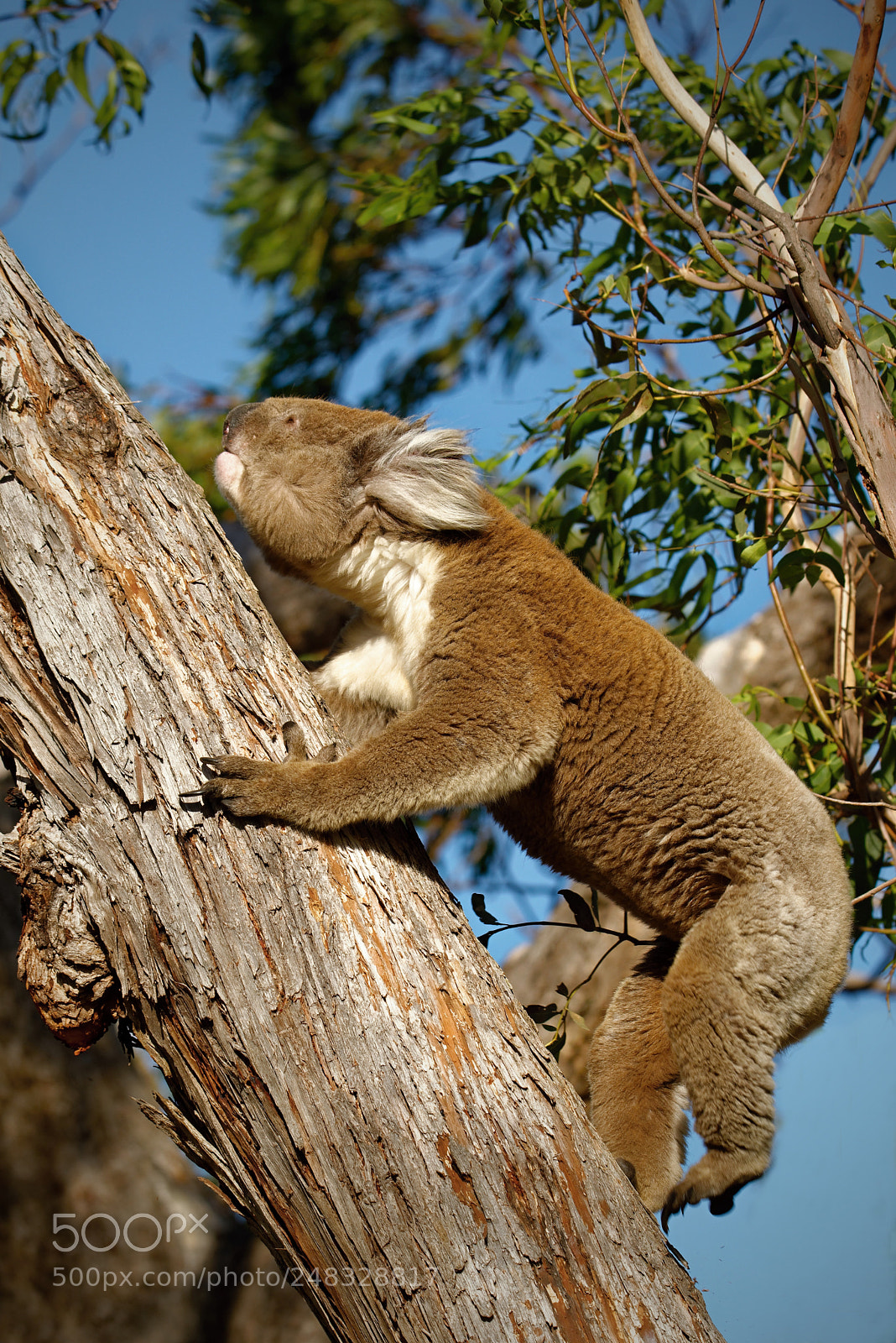 Nikon D800E sample photo. Koala running up photography