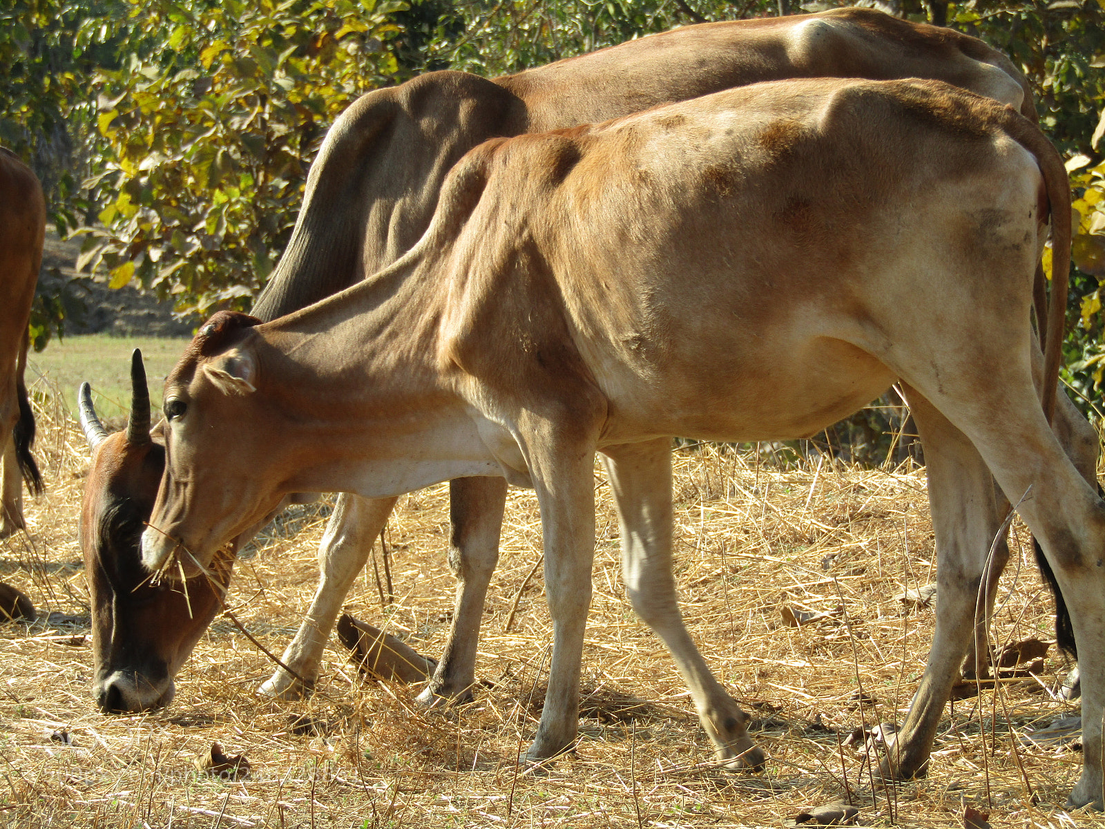 Canon POWERSHOT SX430 IS sample photo. Animals are multicellular eukaryotic. photography